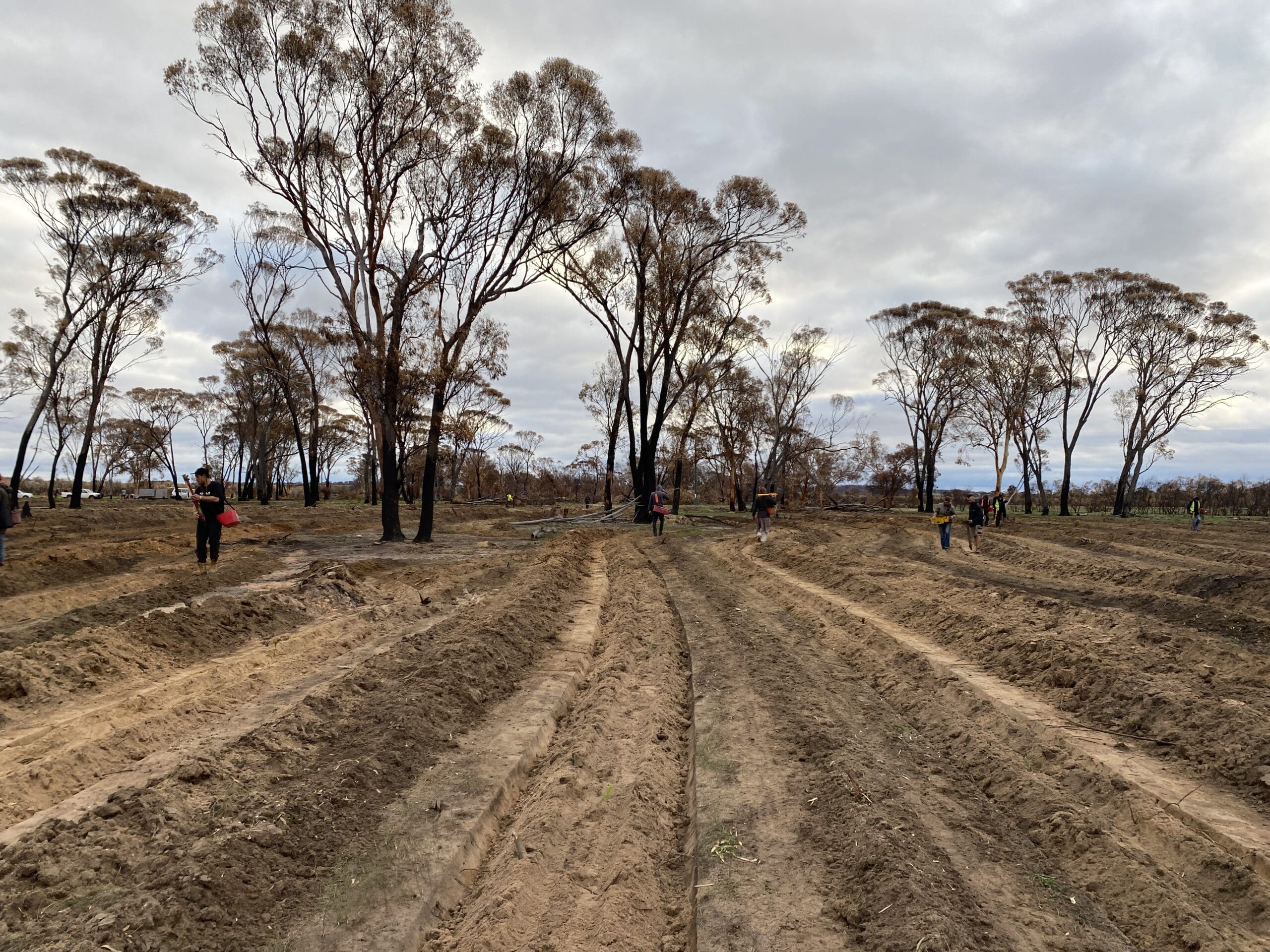 People planting seedlings in ripped planting lines in the paddock.