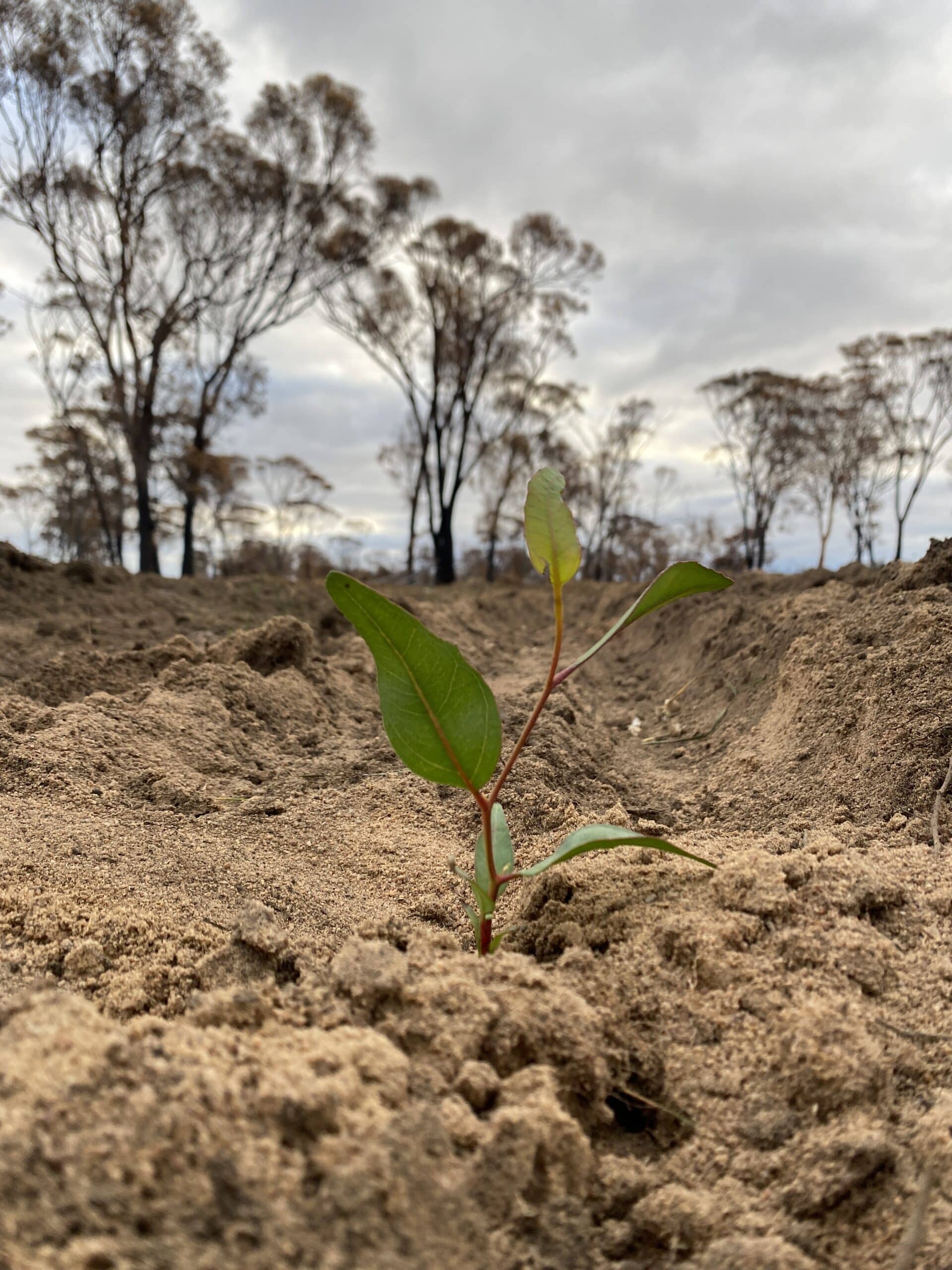 Close up of a Eucalyptus seedling