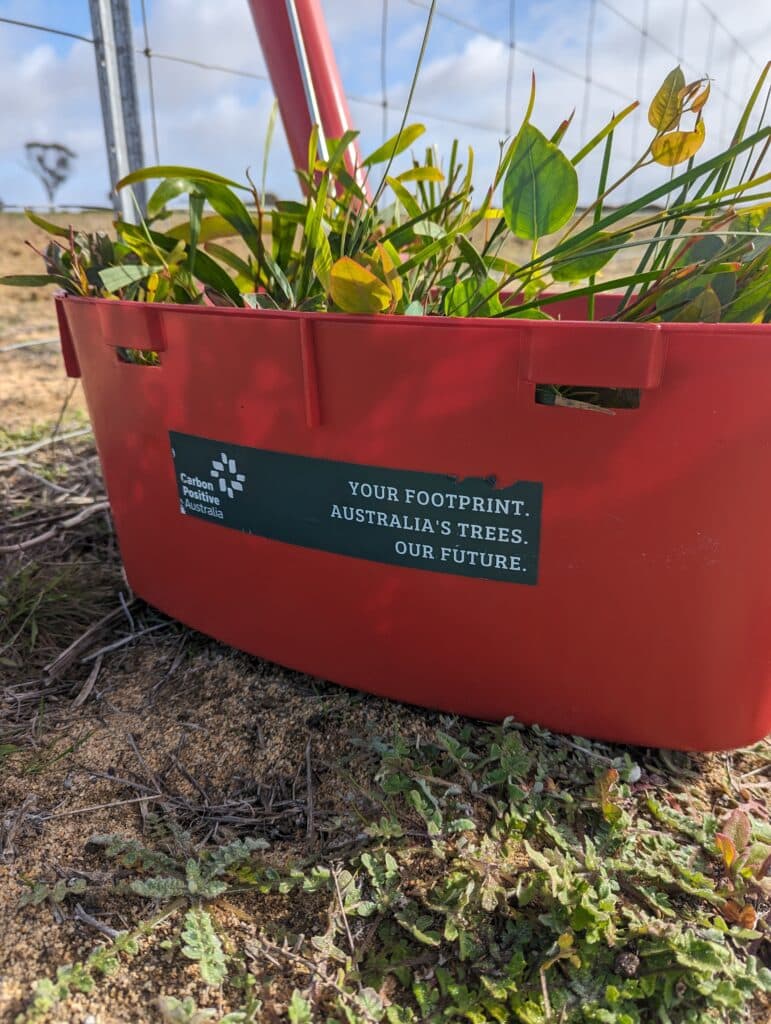 Tree seedlings ready to be planted at land restoration site in Australia