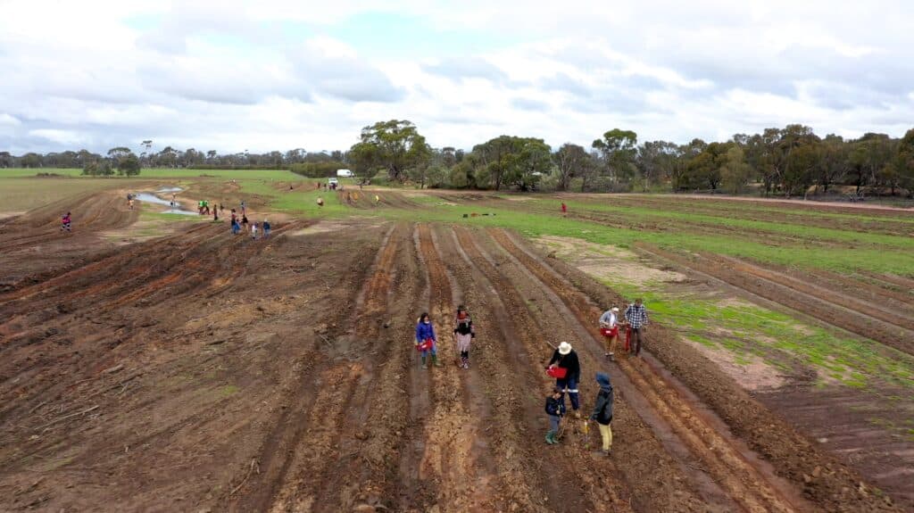 Activate 18 Narrogin Aerial view of an open paddock with ripped planting lines