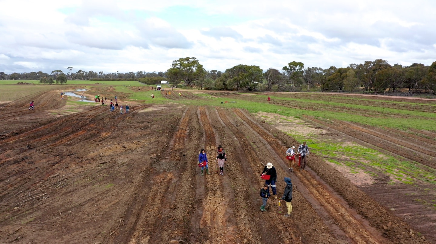 Aerial view of an open paddock with ripped planting lines