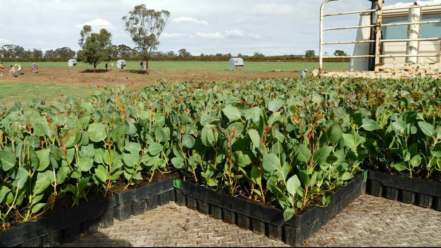 Eucalyptus loxopheba ('York gum') seedlings in seedling trays