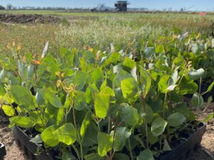 Close up of Eucalyptus loxophleba ('York gum') seedlings in seedling trays