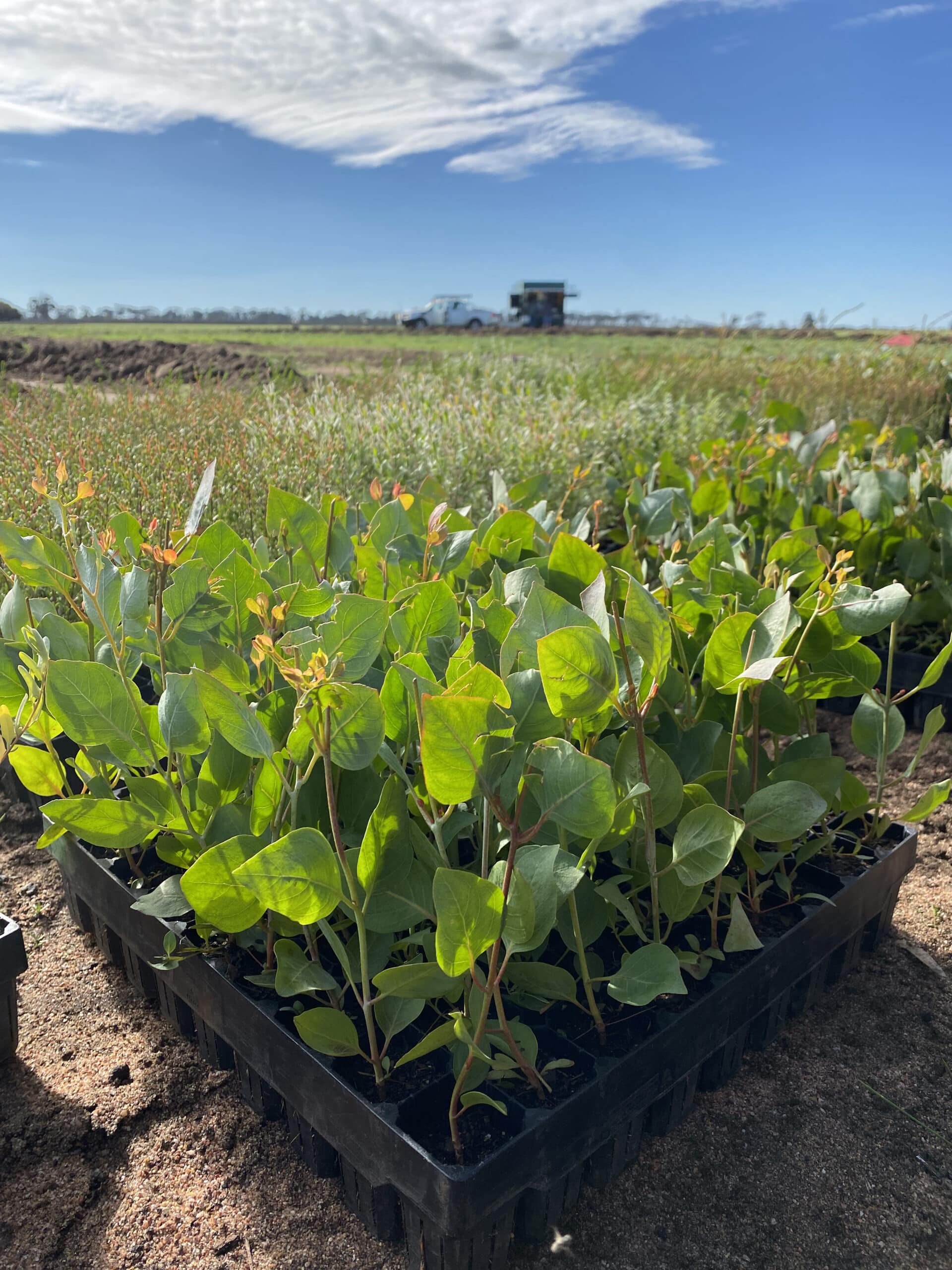 Close up of Eucalyptus loxophleba ('York gum') seedlings in seedling trays