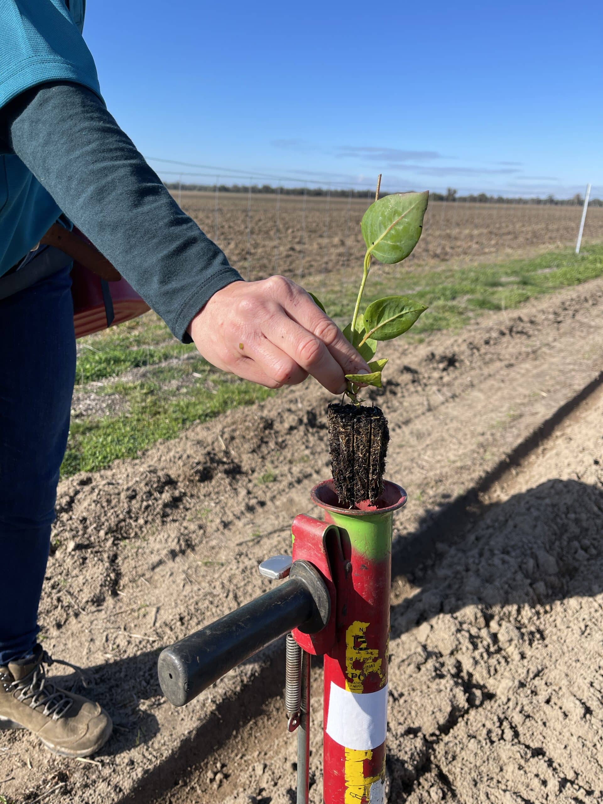 person dropping a Eucalyptus loxopheba ('York gum') seedling into a pottiputki so be planted