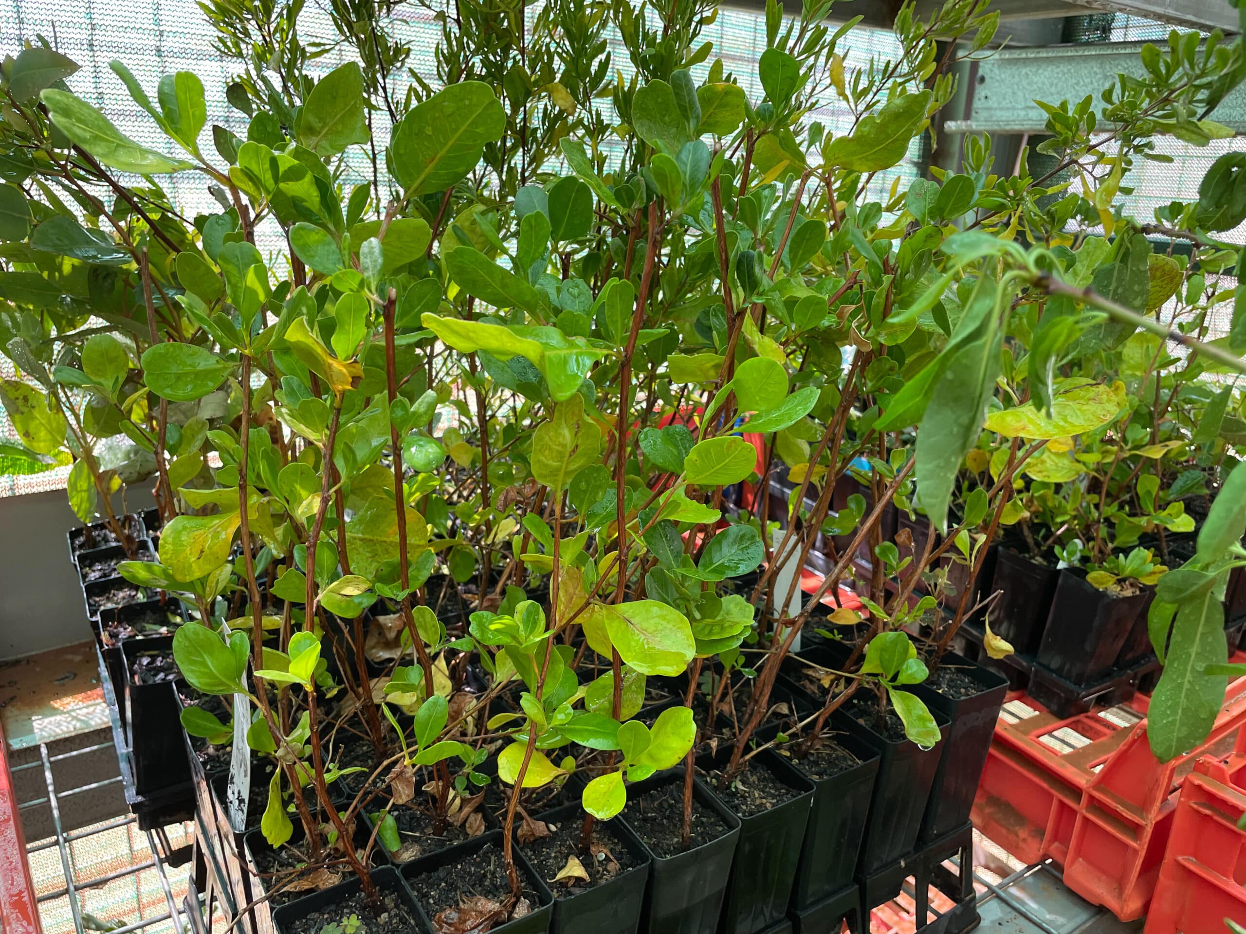 Seedlings growing in seedling tray