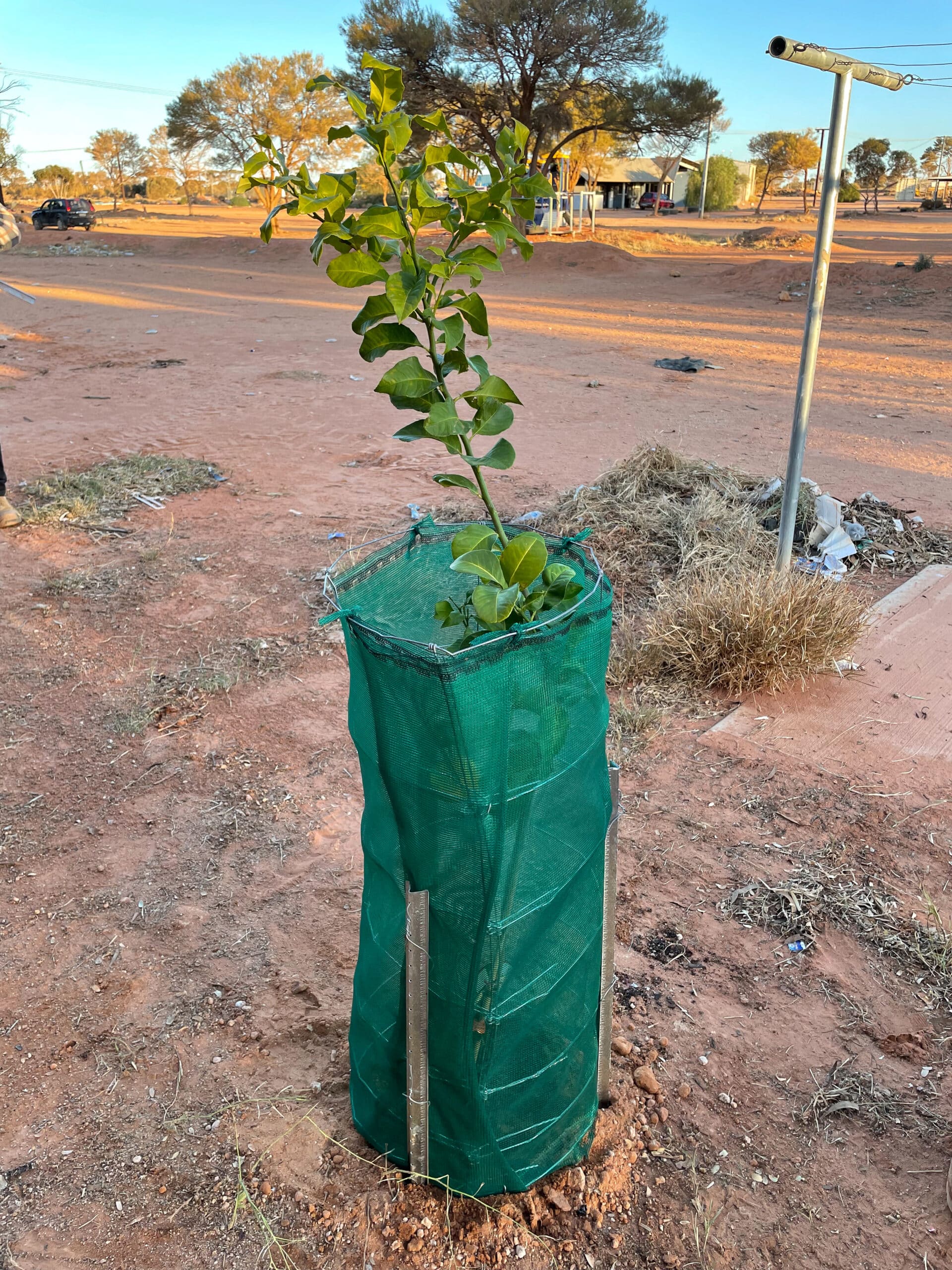 Fruit tree growing with green tree guard around it