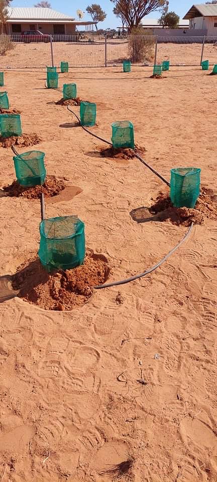 Rows of newly planted trees with green tree guard