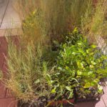Mix of seedlings in seedling trays