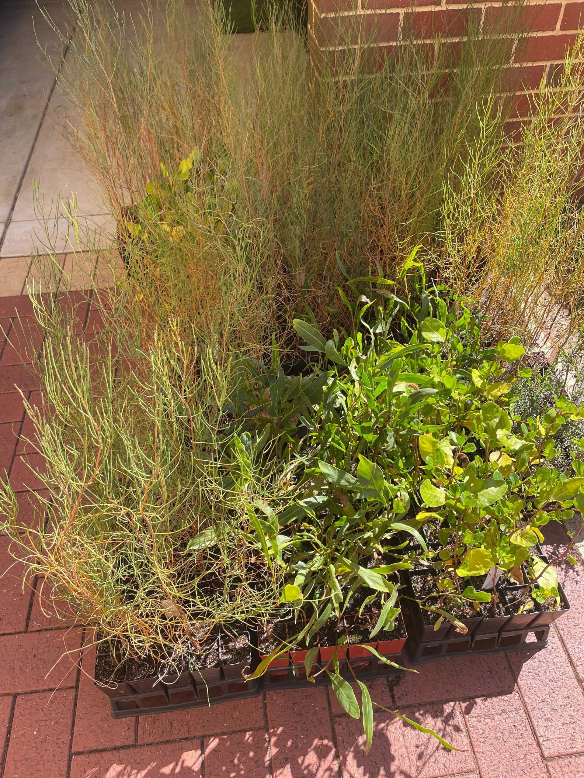Mix of seedlings in seedling trays