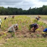 Miyawaki forest planting