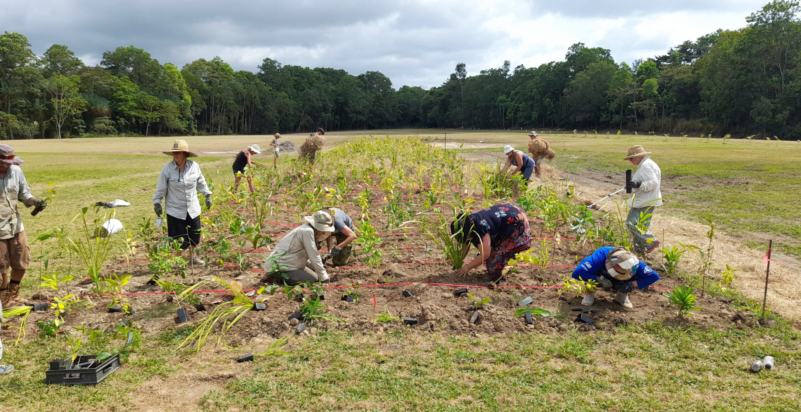 Miyawaki forest planting