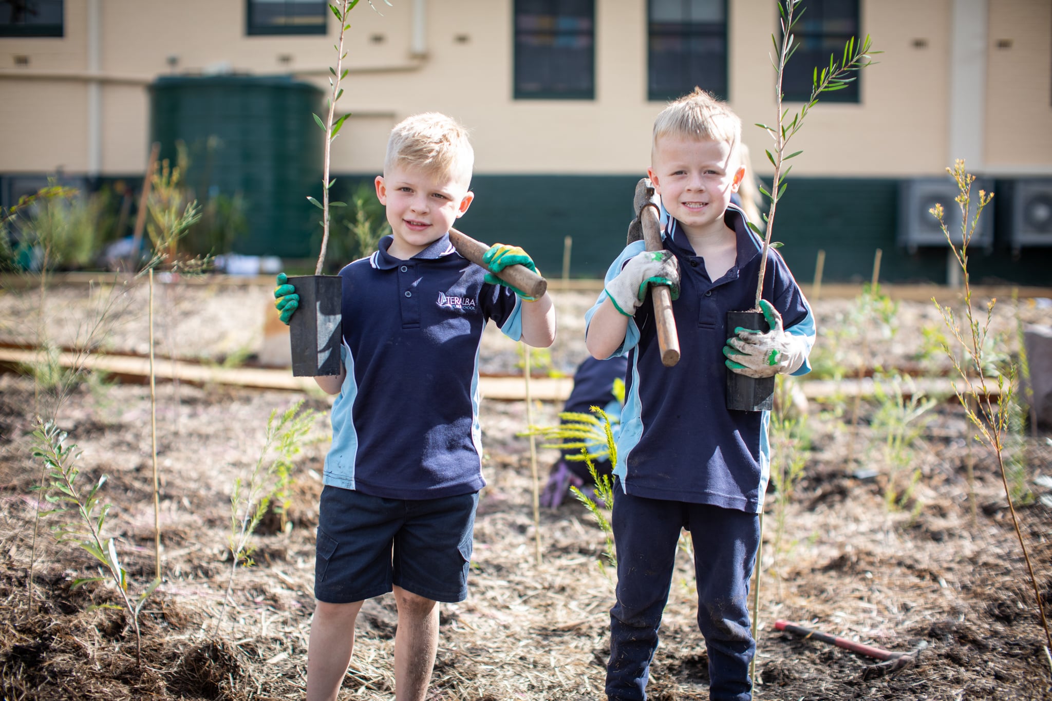 Miyawaki-Teralba PS Tiny Forest planting 13 May 2024-41 (1) Miyawaki forest planted at Teralba Public School on Awabakal Land (Wakefield, NSW)