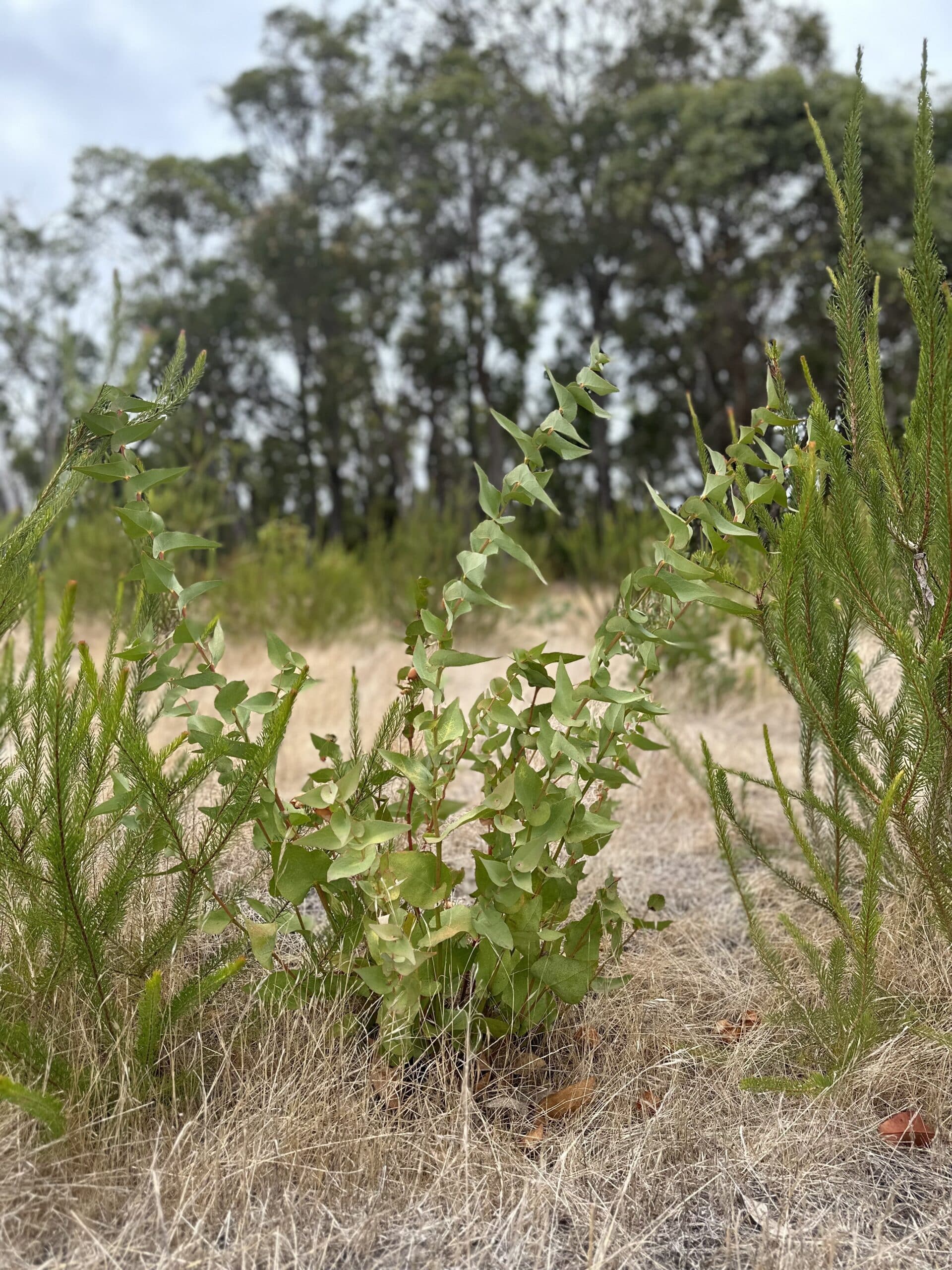 Healthy Daviesia cordata ('Bookleaf') seedling.