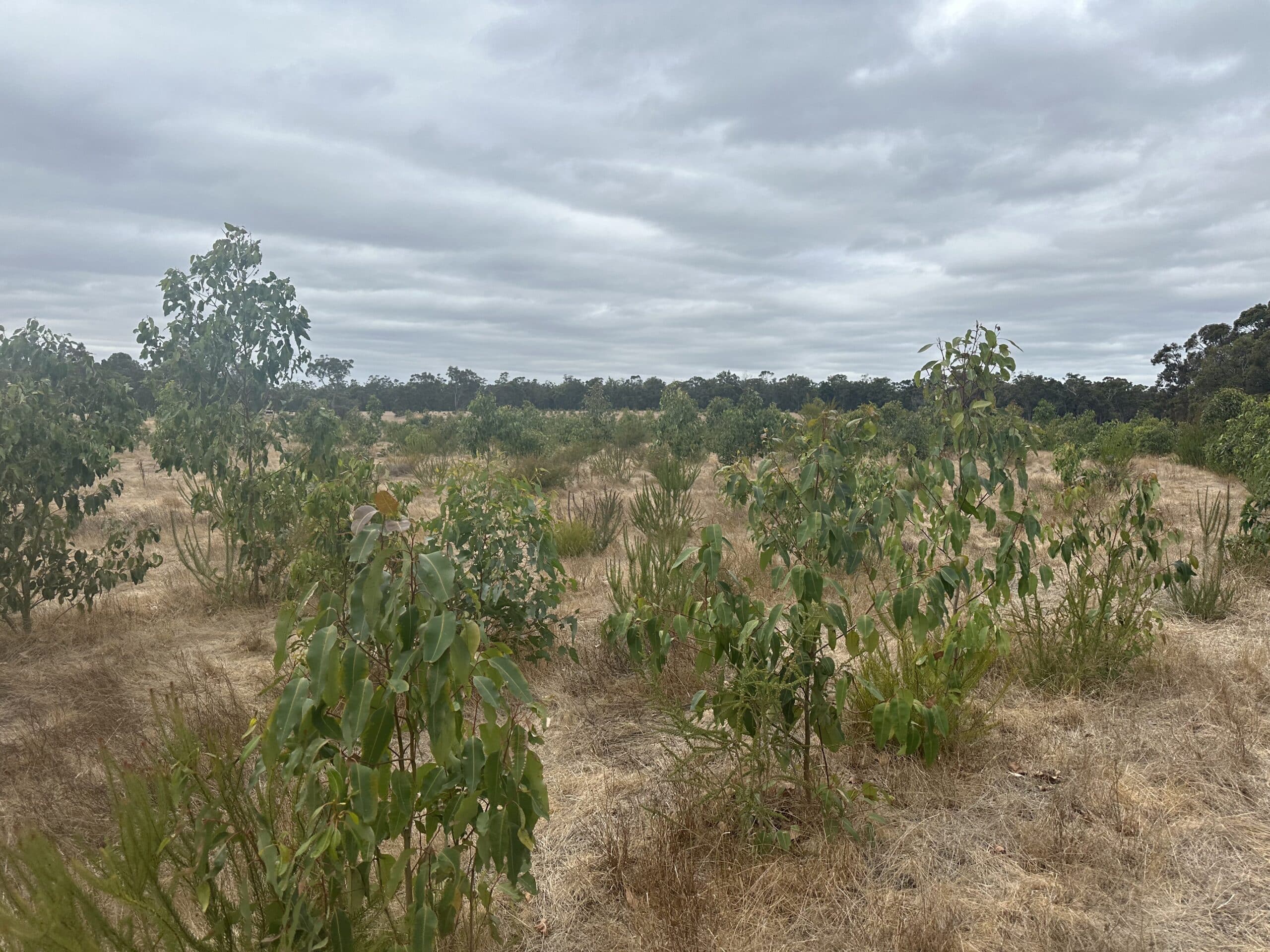 Trees growing along rows with grey sky.