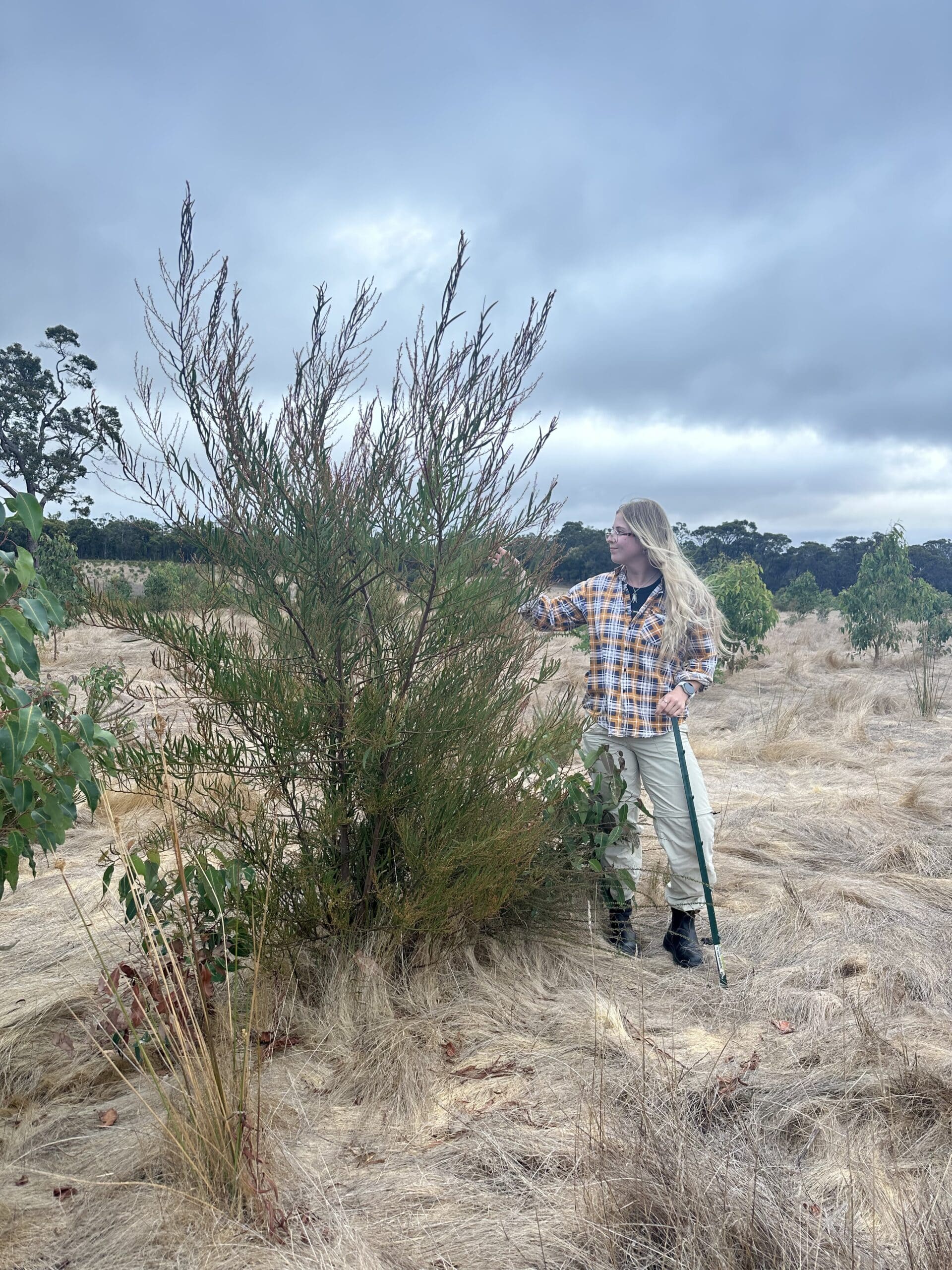 Woman admiring the growth of an Acacia myrtifolia.