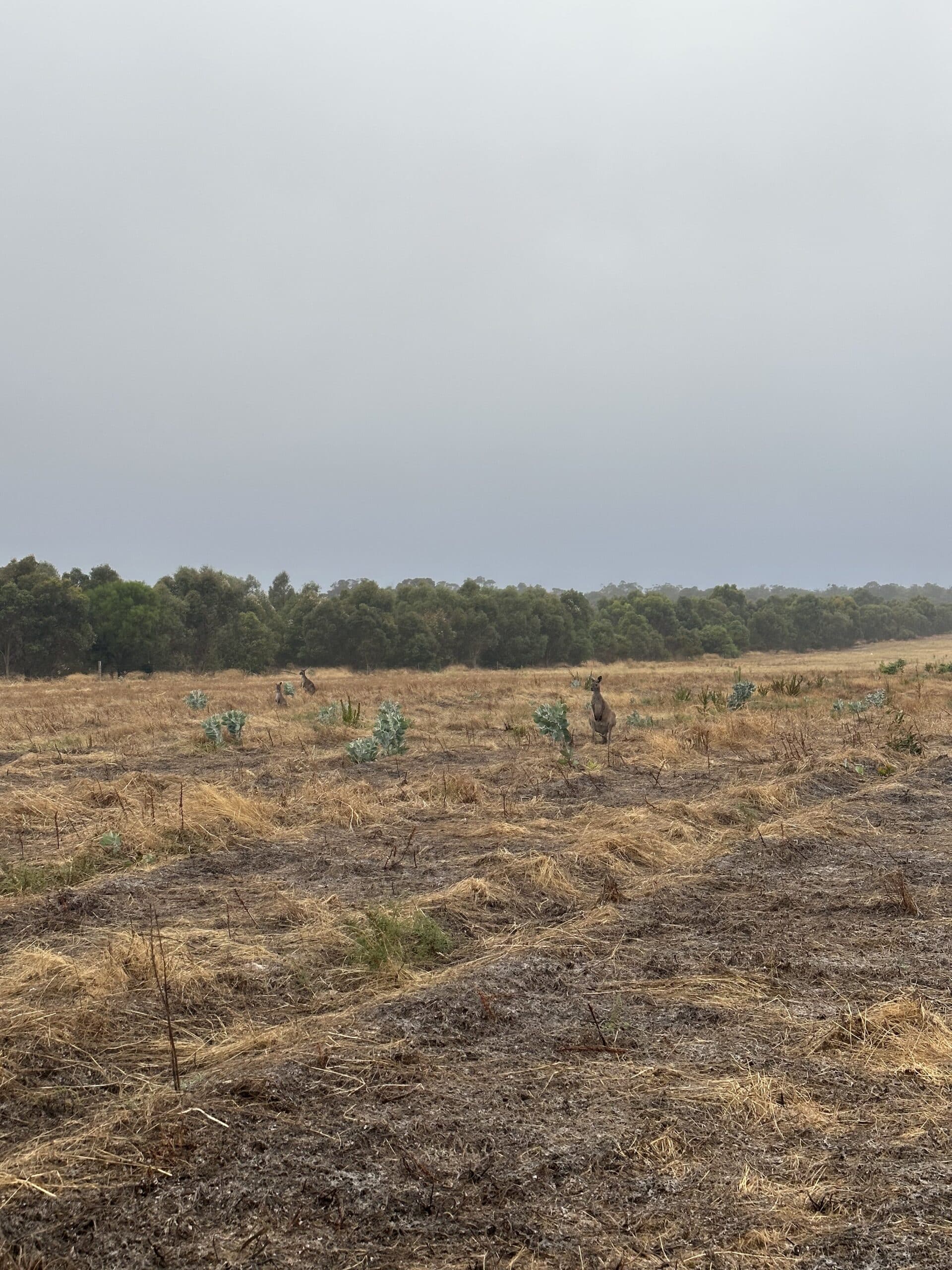 Kangaroos grazing between planting rows.