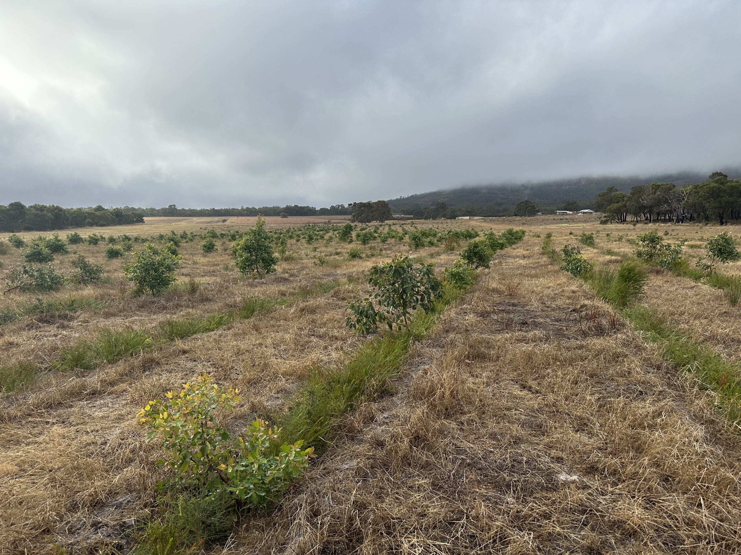 Karri grove area showing excellent seedling growth and seed germination.
