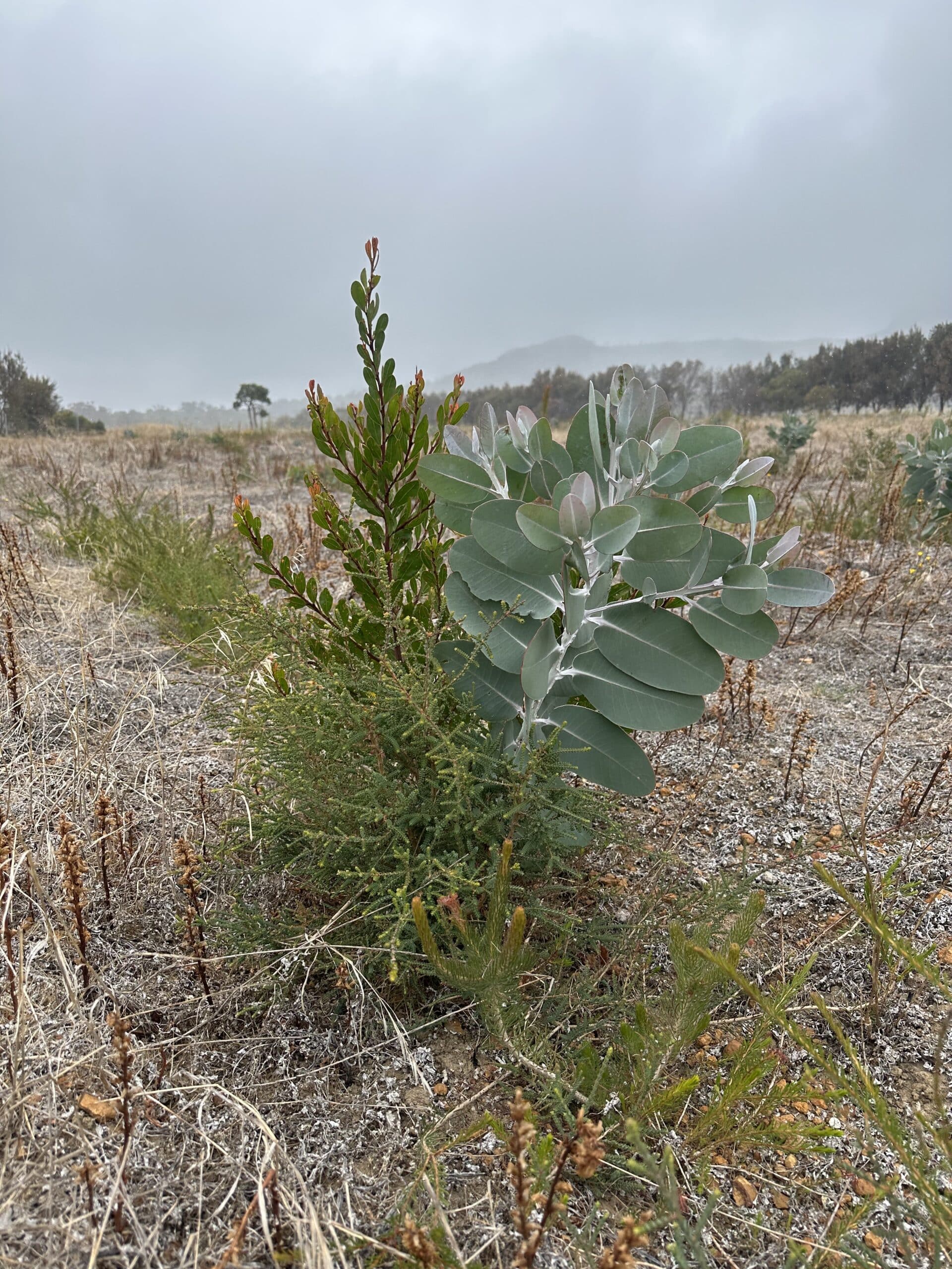 Seedlings successfully growing along a planting row.