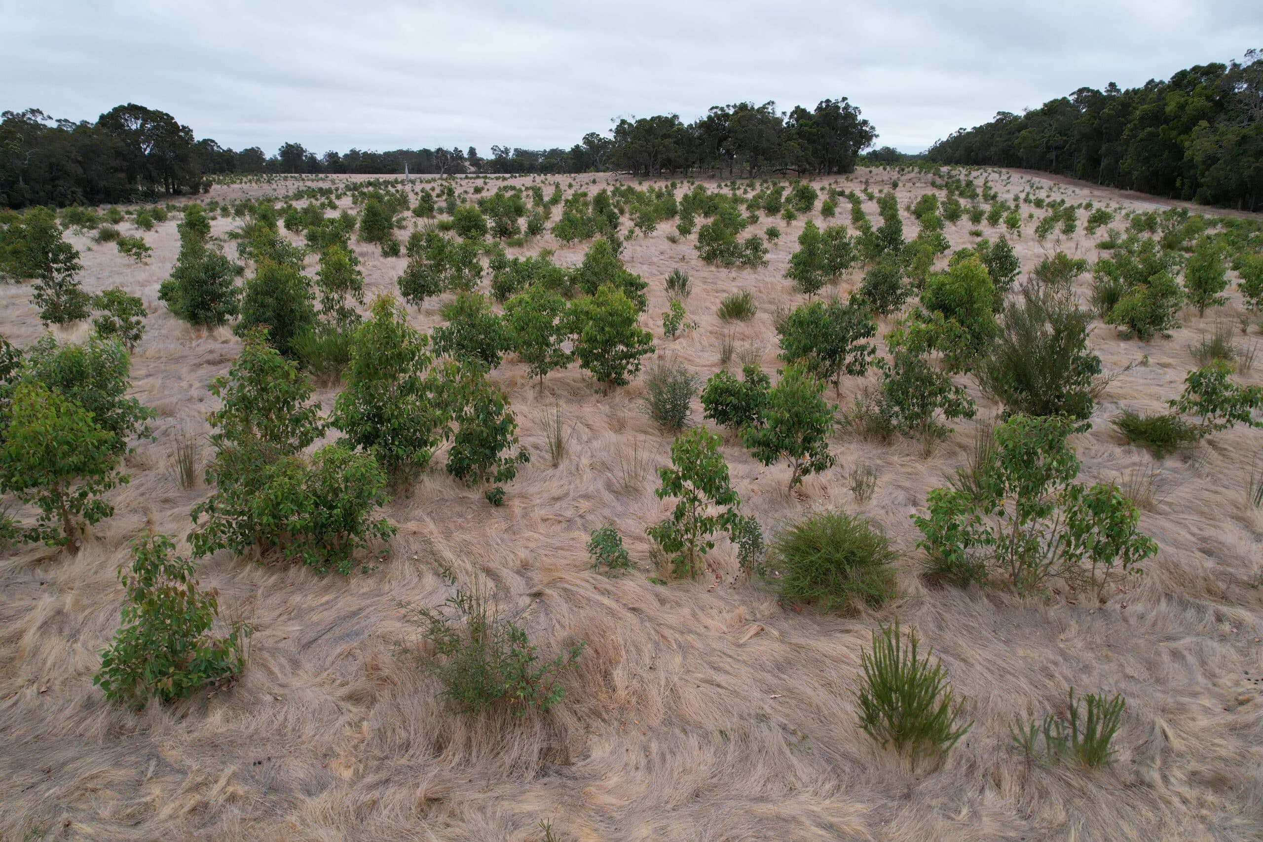 Drone image of trees growing