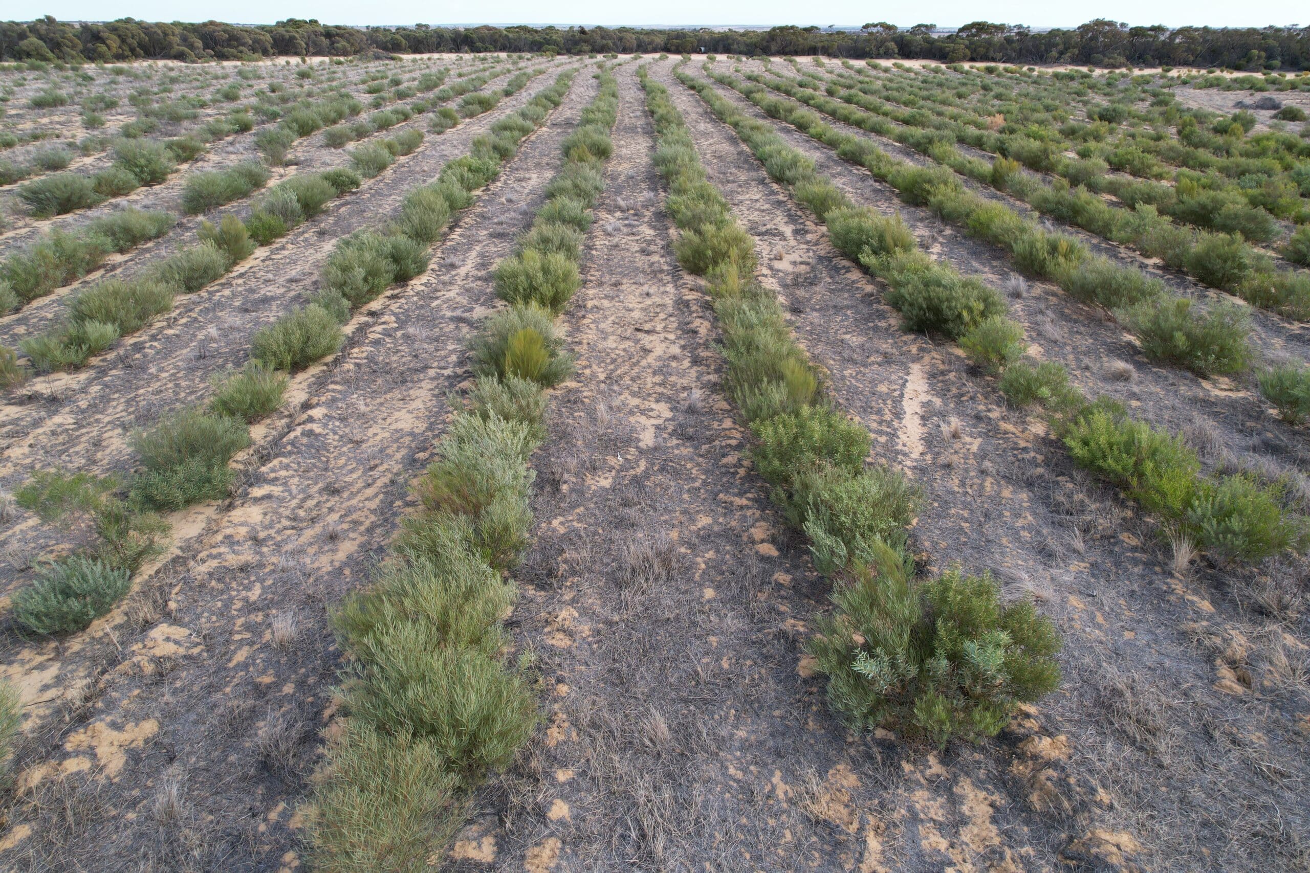Drone image of planting site with rows