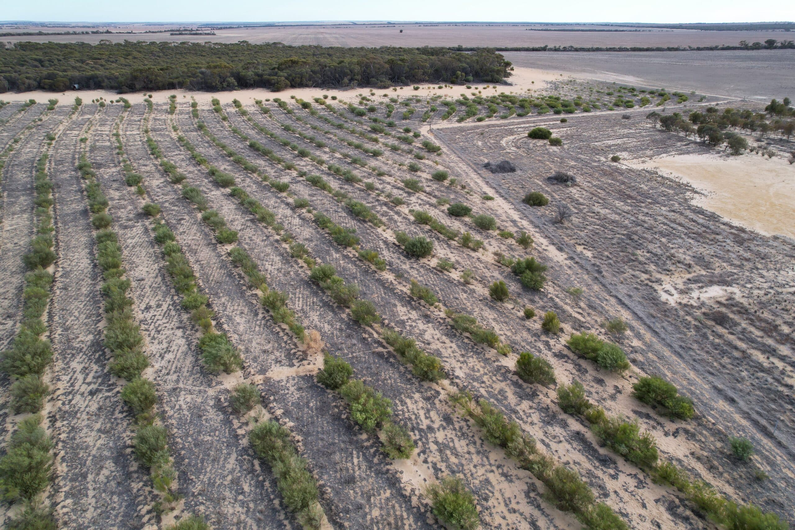 Drone image of planting site with rows