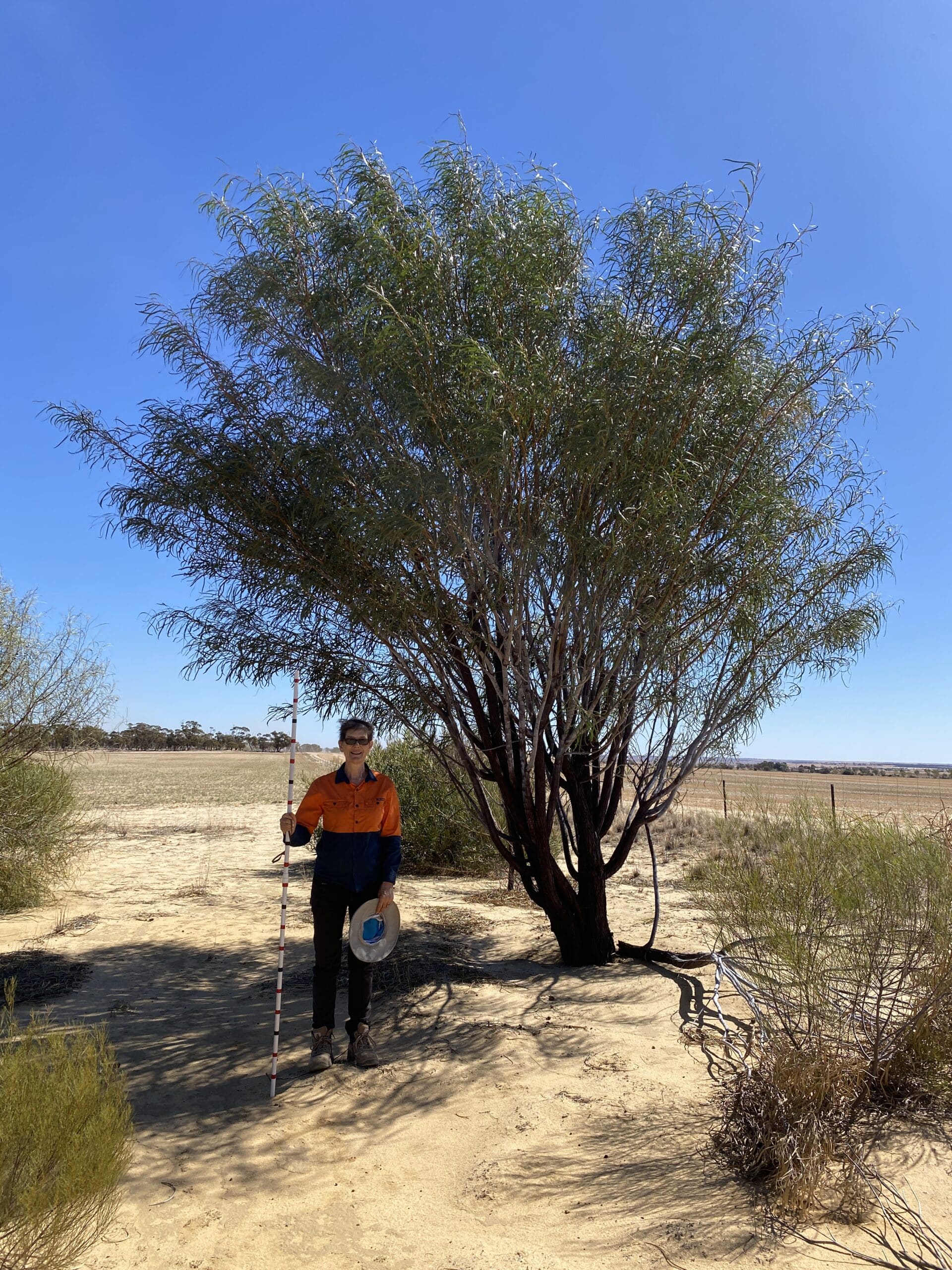 Women with a measuring stick standing next to an Acacia lasiocalyx.