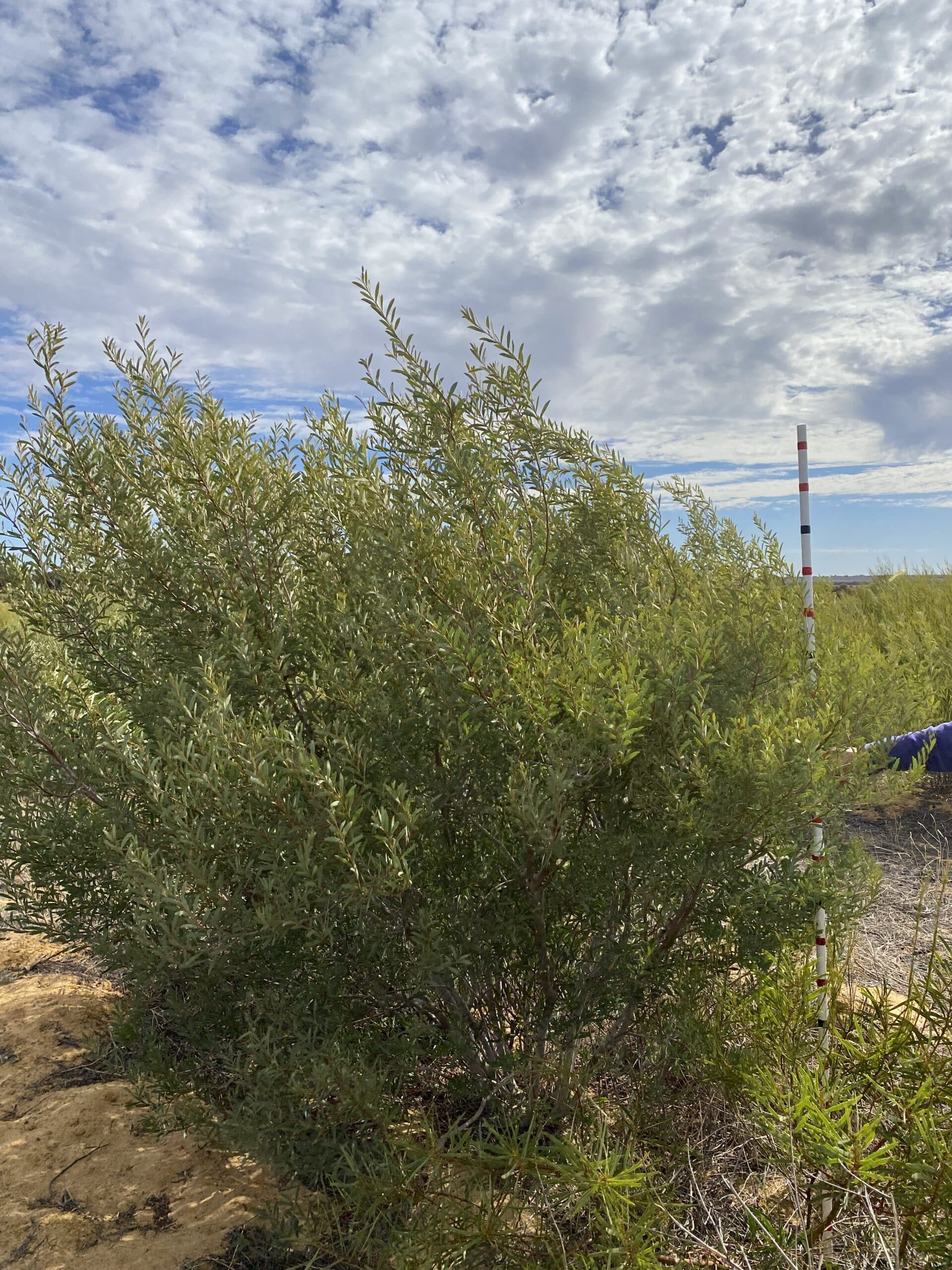 Measuring an Acacia brumalis during the 2024 monitoring assessment.