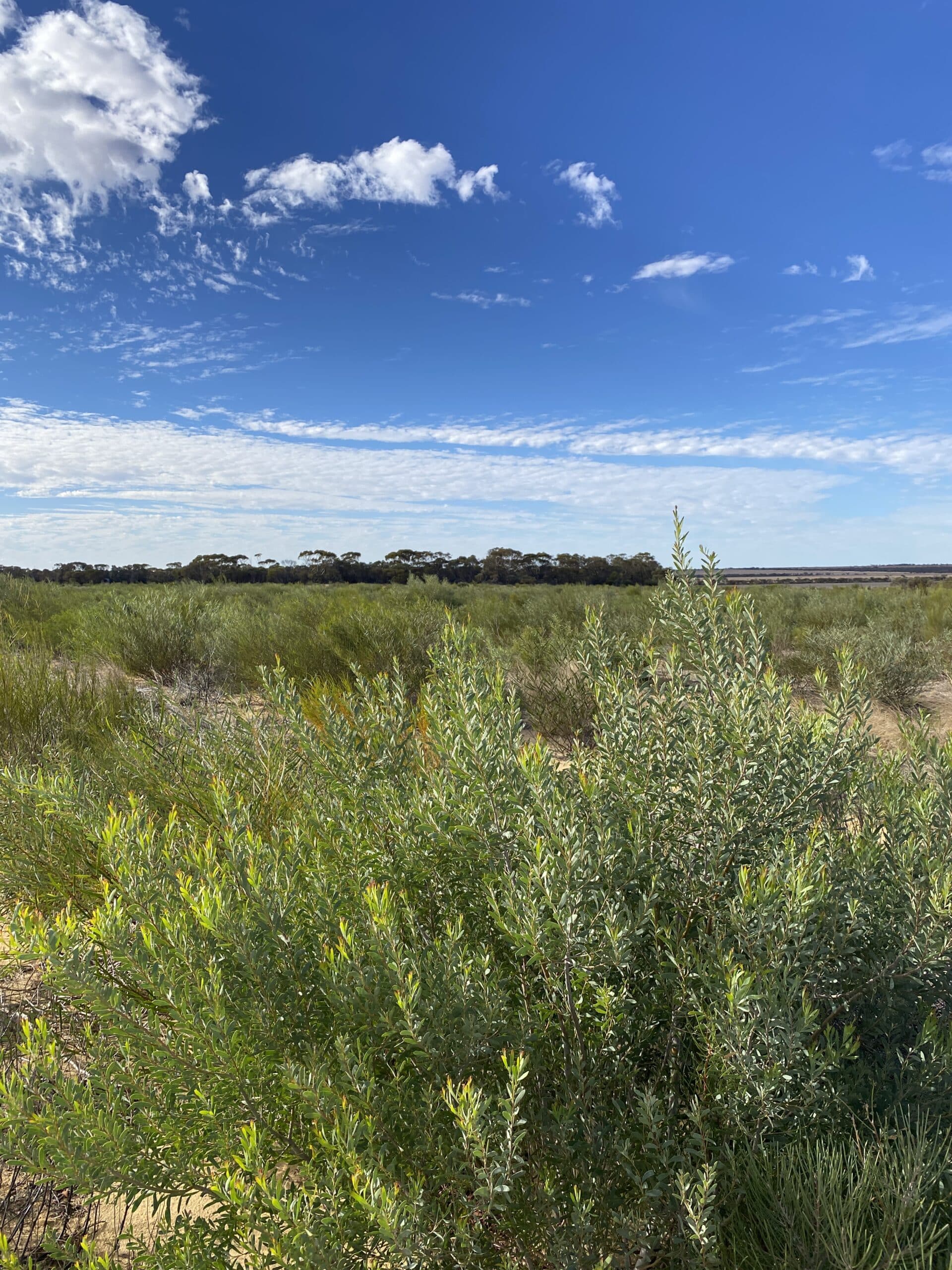 Biodiverse Acacias in the planting area.