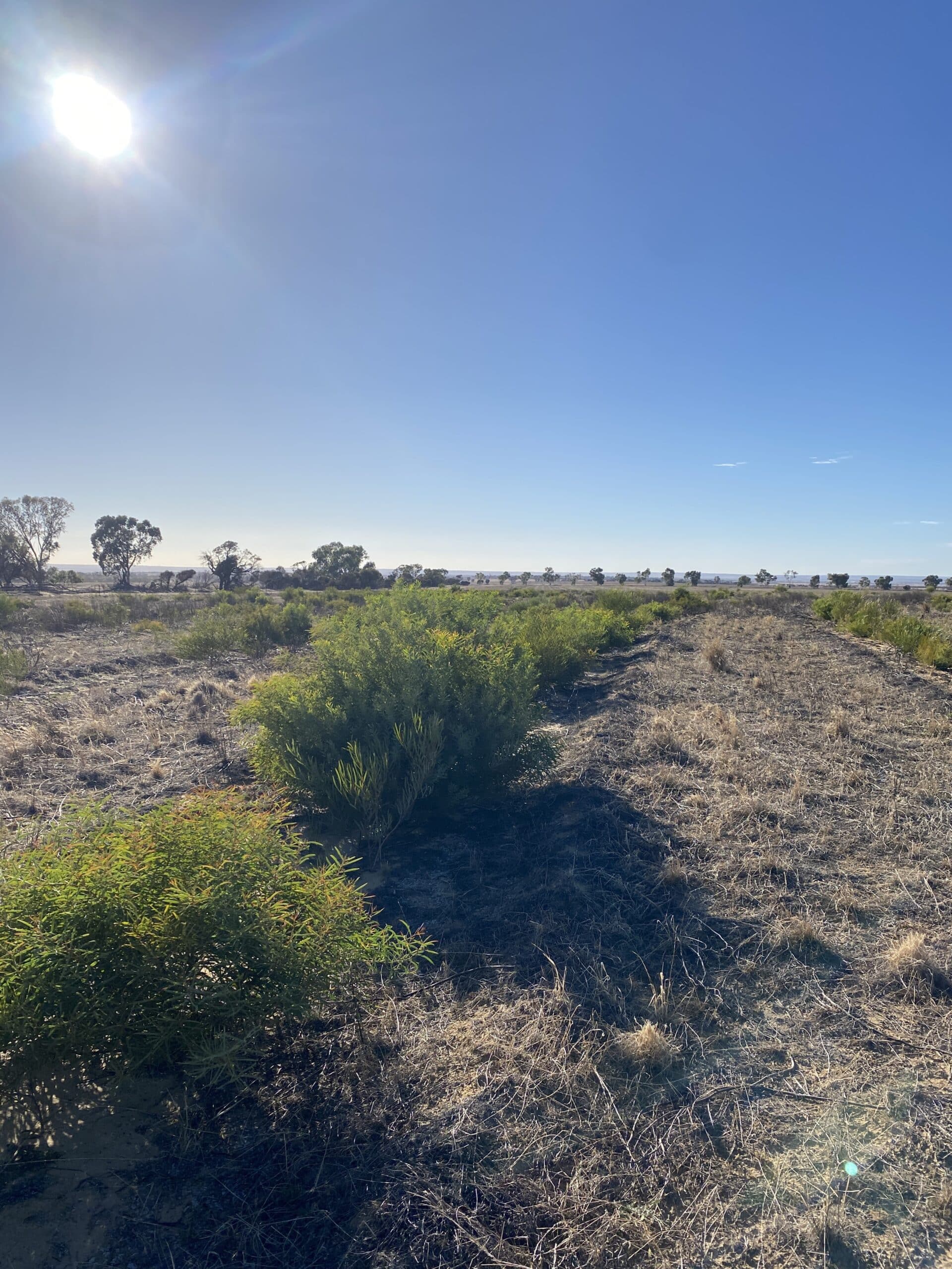 Revegetation project planting rows.