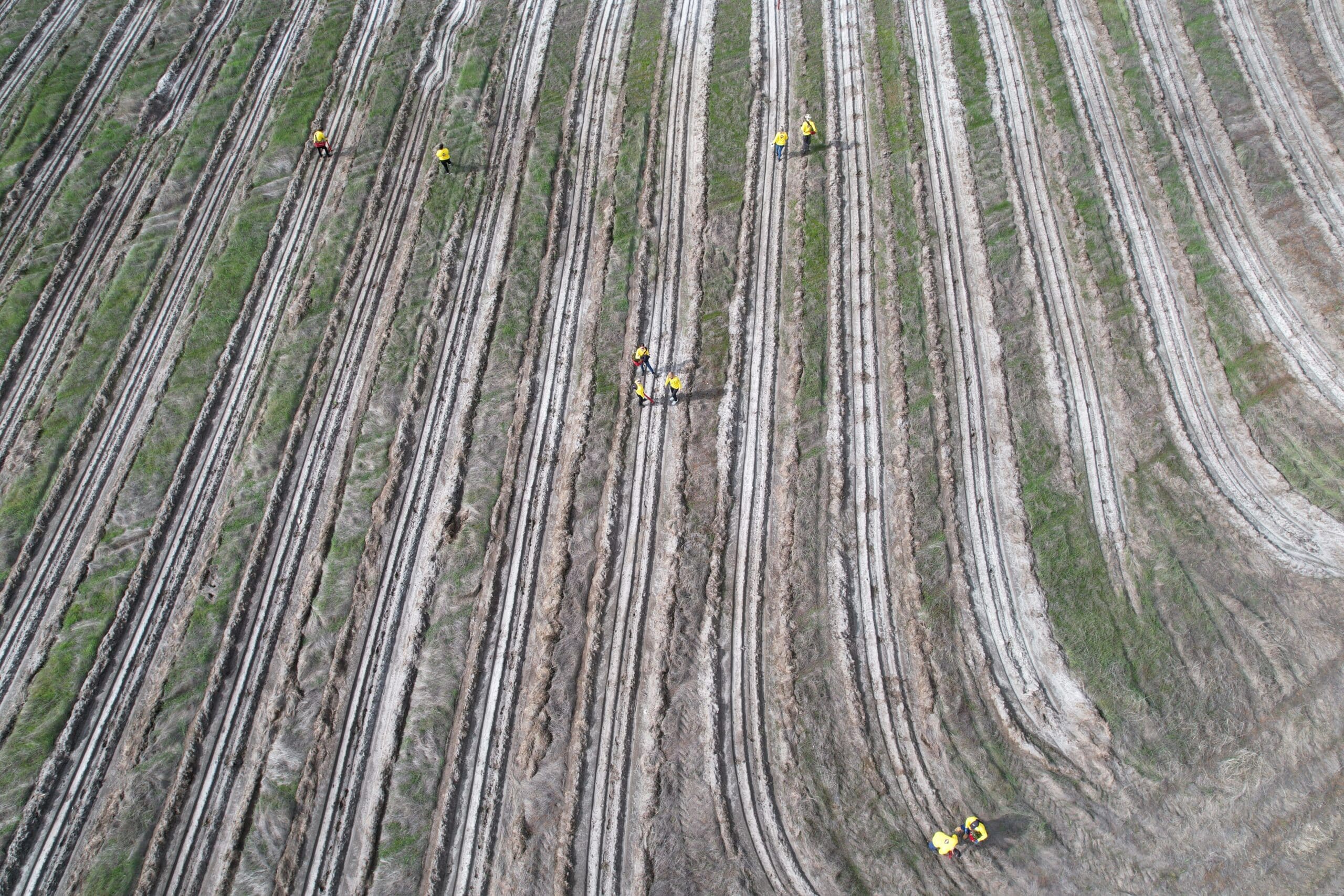 High angled drone image of people planting along planting rows.