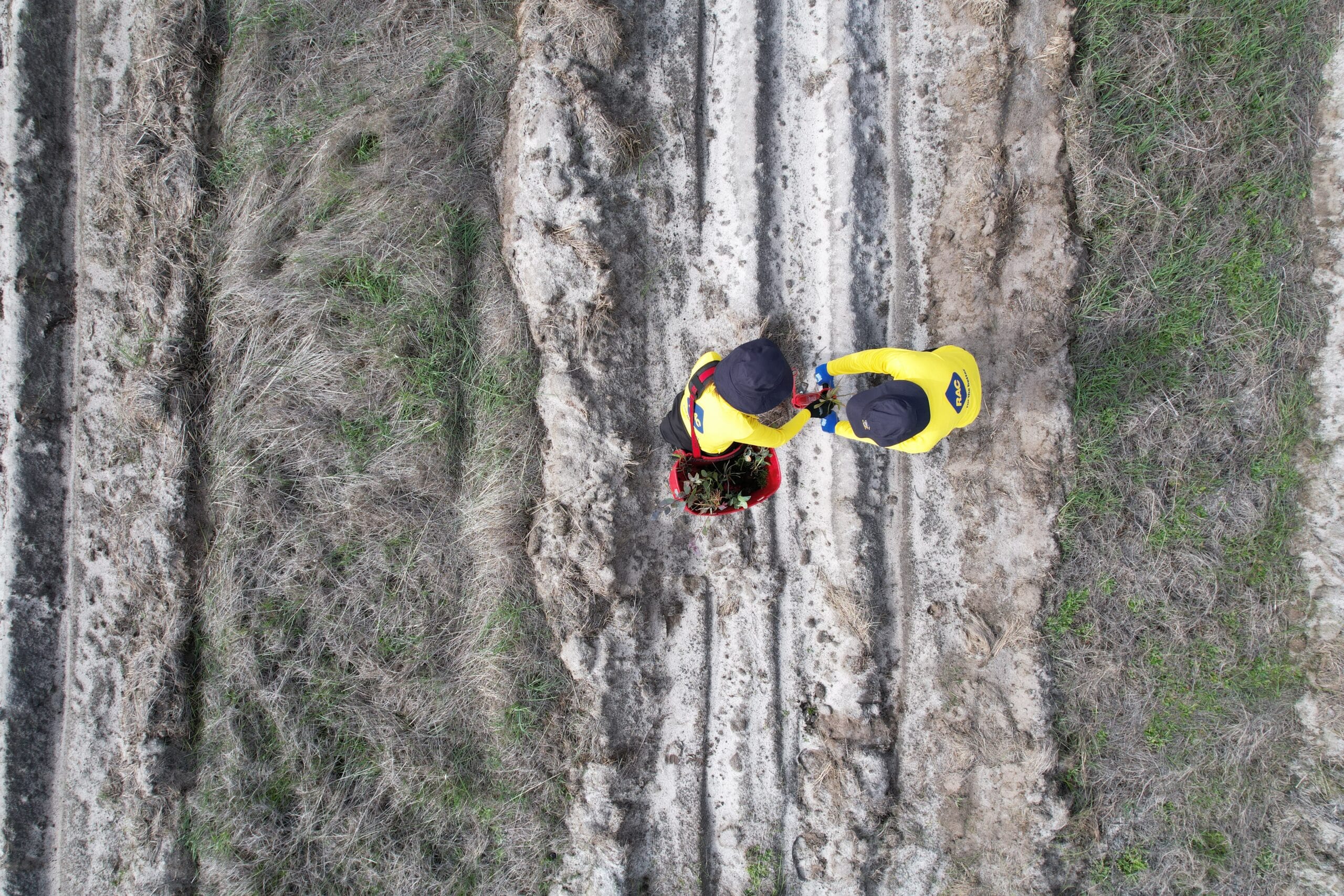 Birds eye view of two people in yellow RAC shirts planting seedlings in a planting row.