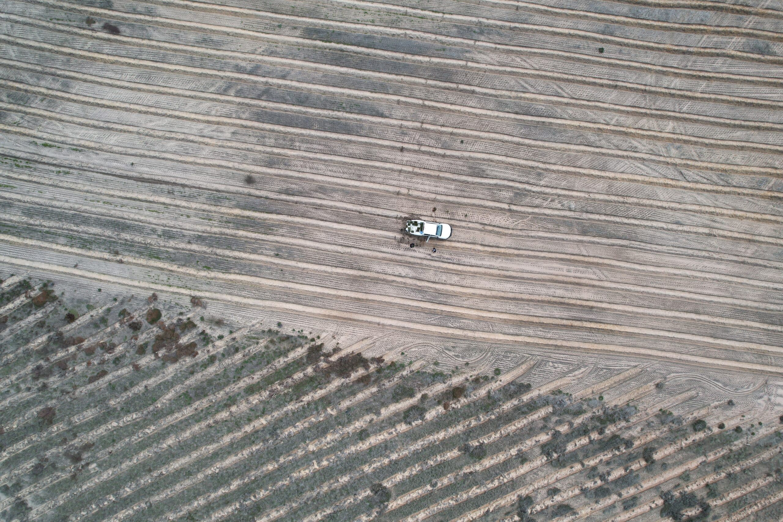 bird eyes drone image of mounded planting rows