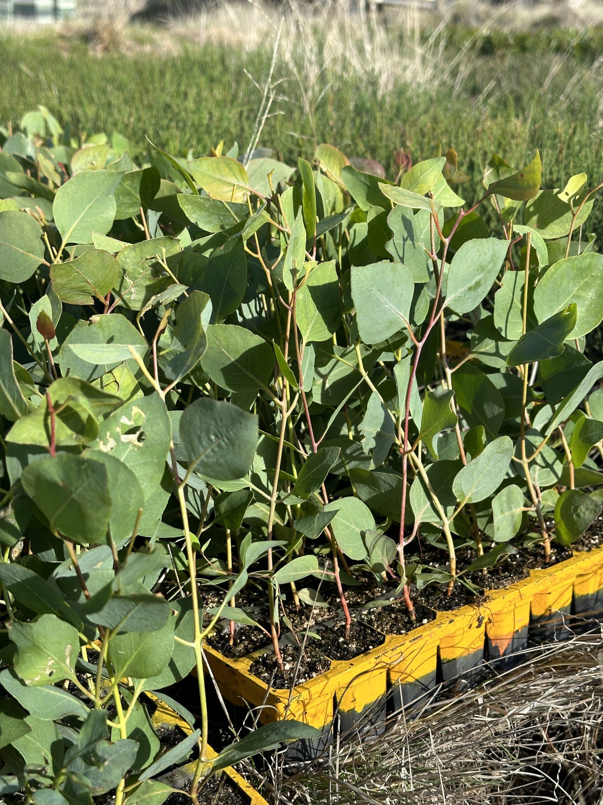 Close up of seedling tray of Eucalyptus loxophleba ready to be planted.