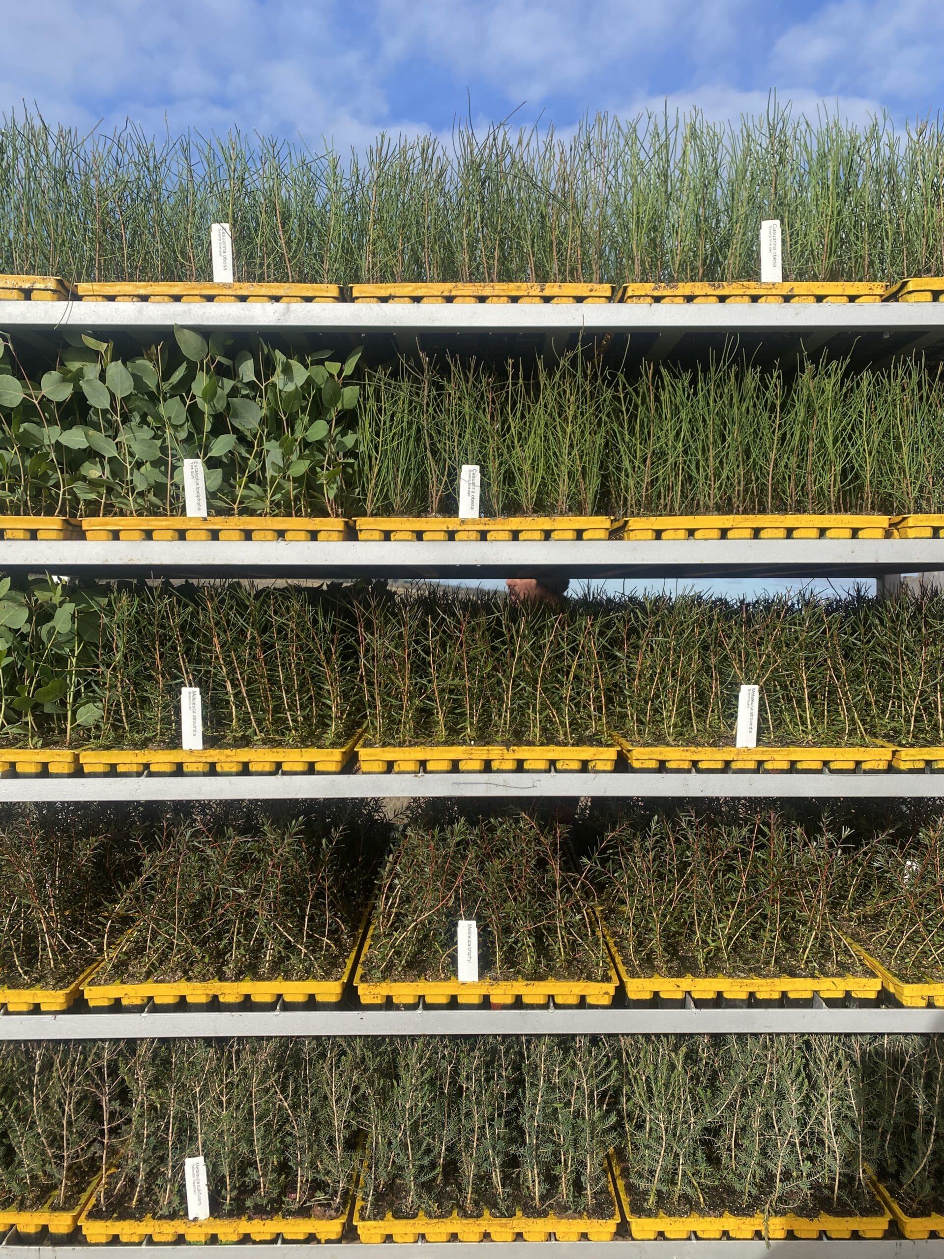 Layers of full seedling trays on a trolley