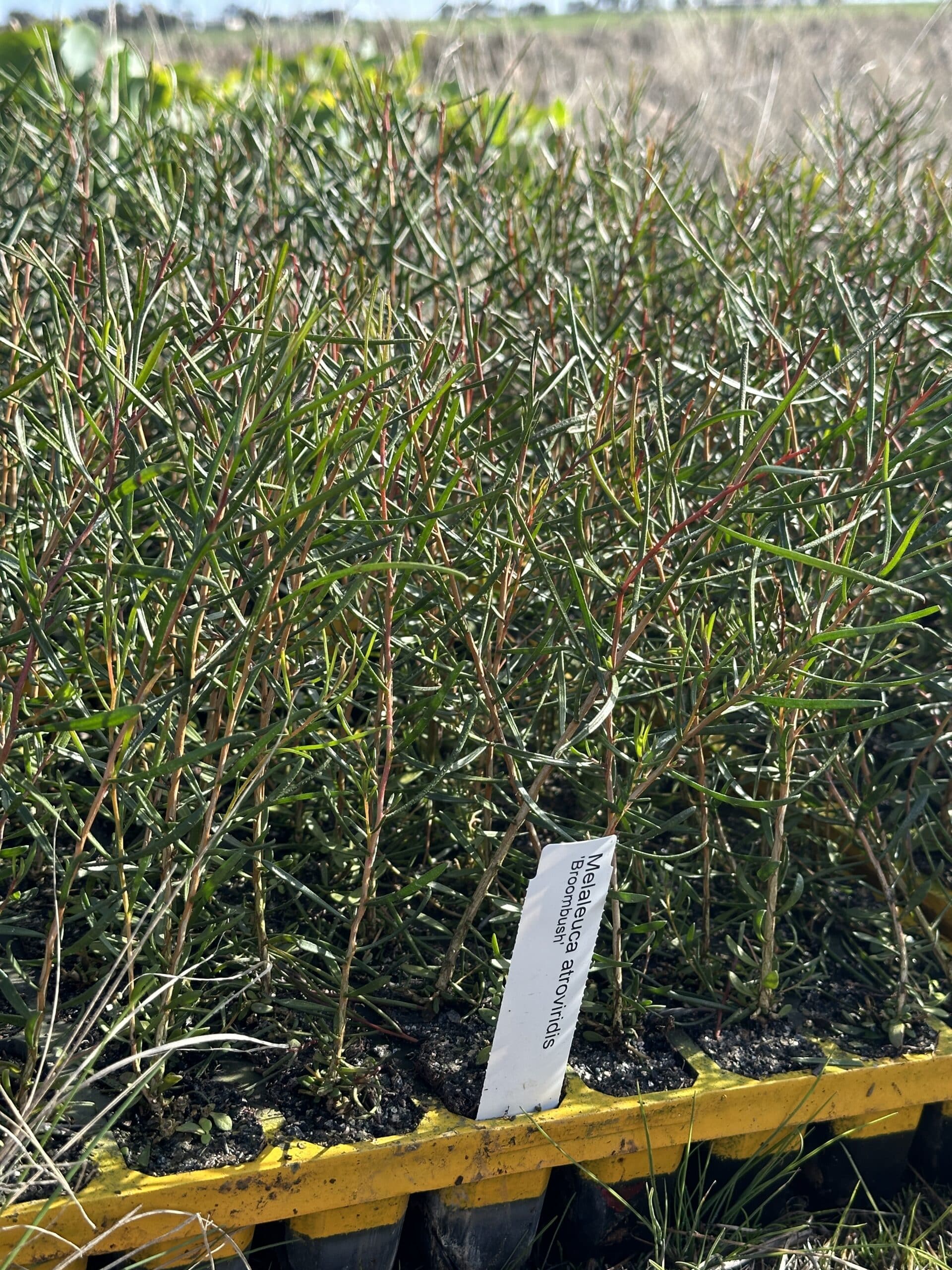 Close up of Melaleuca atroviridis seedlings in seedling tray.