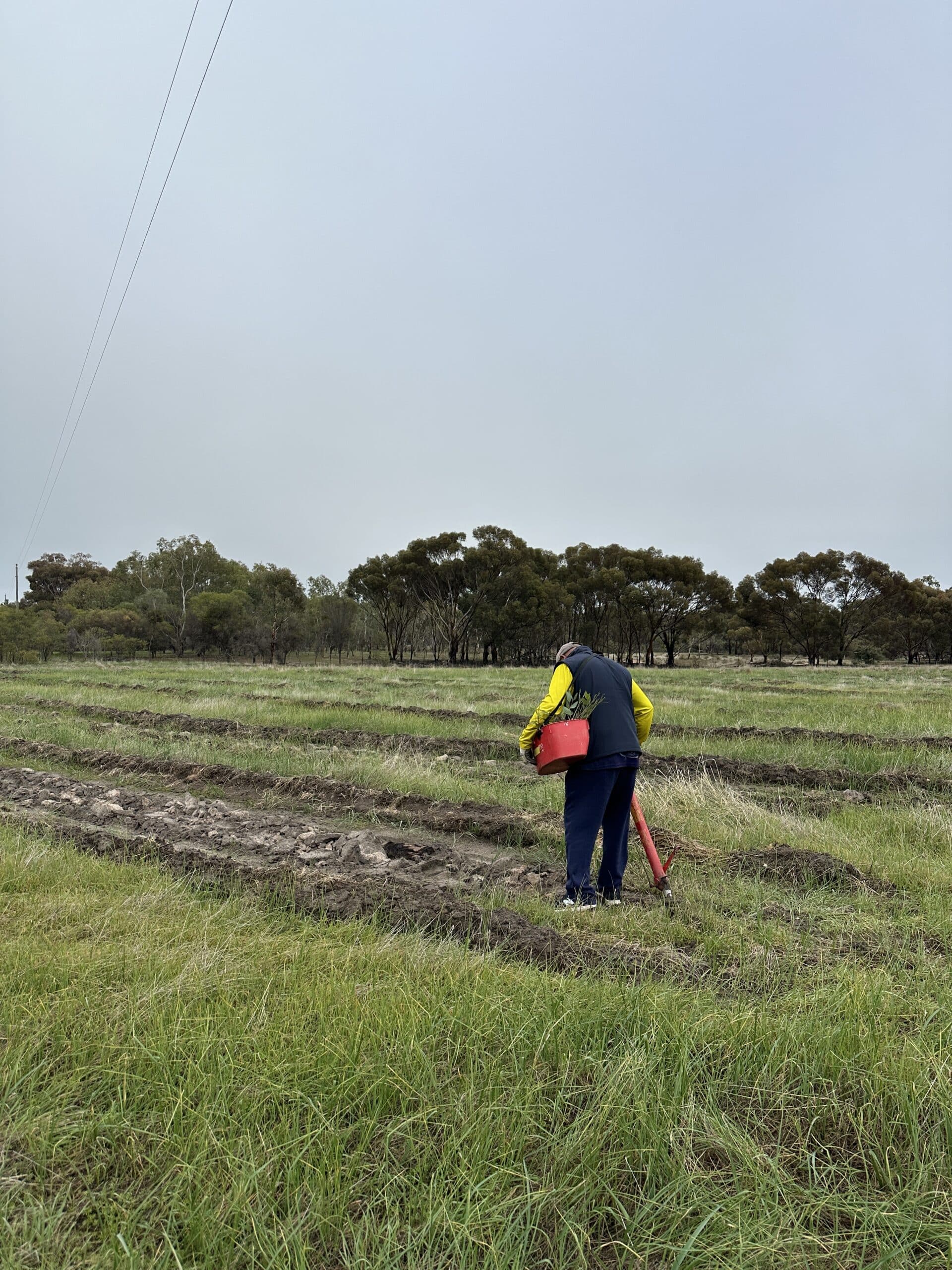 Man with his back to the camera standing at the start of a planting row.