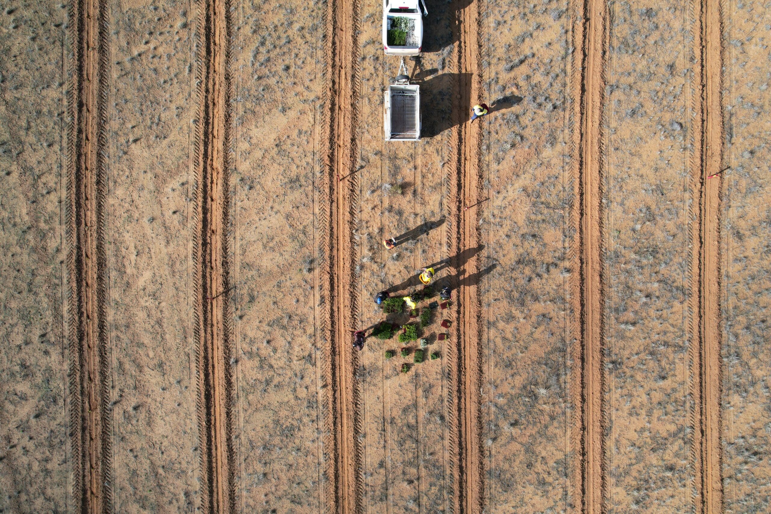 Birds eye drone image of people collecting seedlings from the back of a seedling trailer