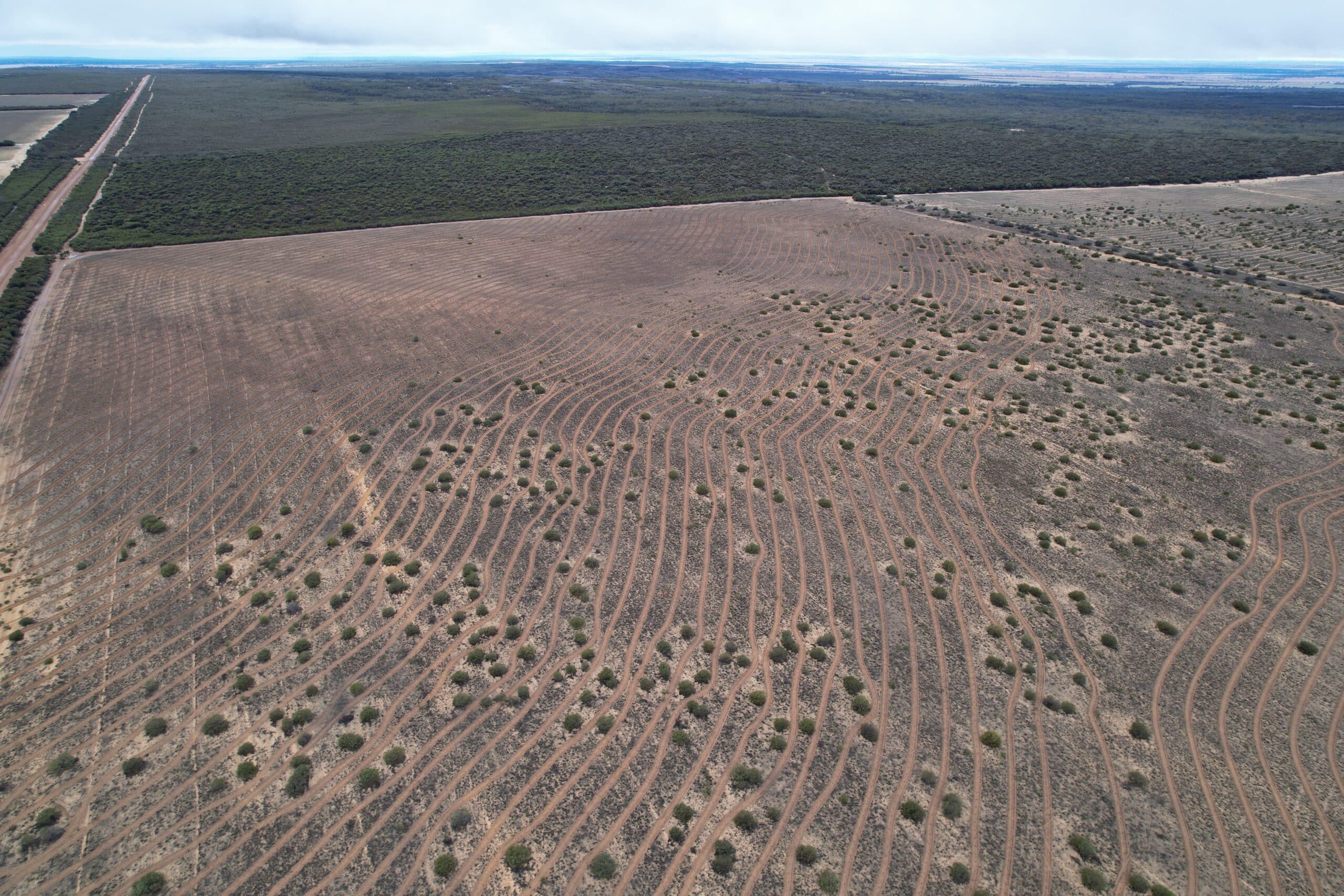 Drone image of cleared land for a revegetation project adjacent to remnant bush