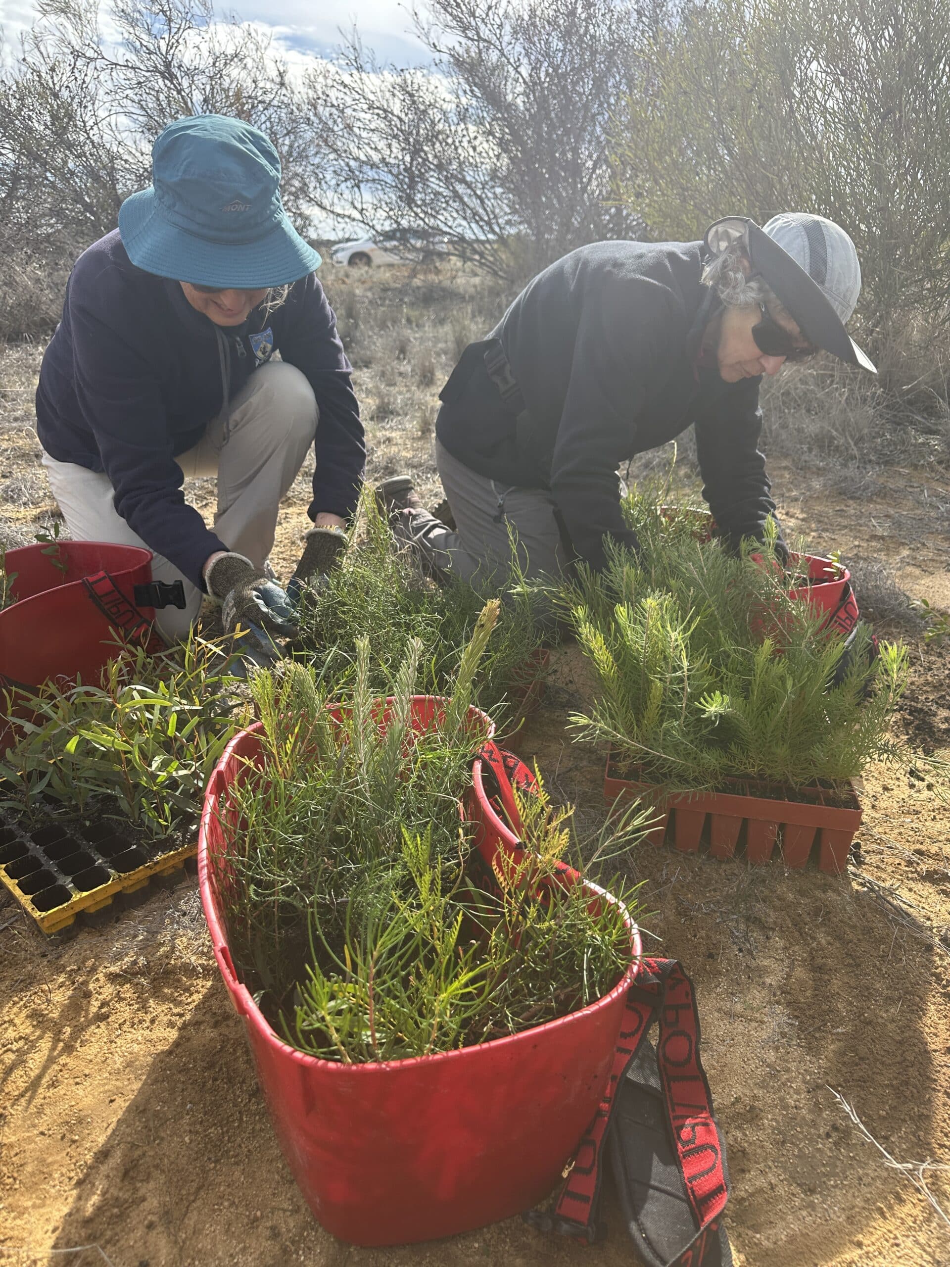 Two women kneeling whilst collecting seedlings from seedling tray and placing them in their planting buckets