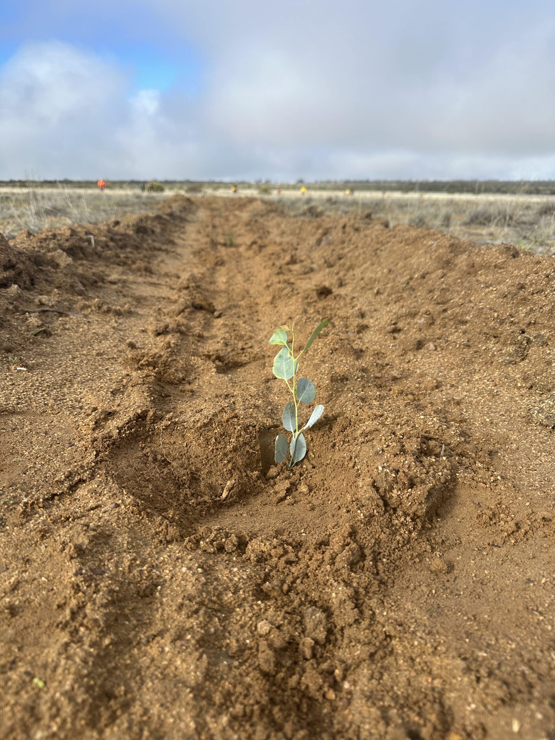 Close up of a seedling planted in a planting row