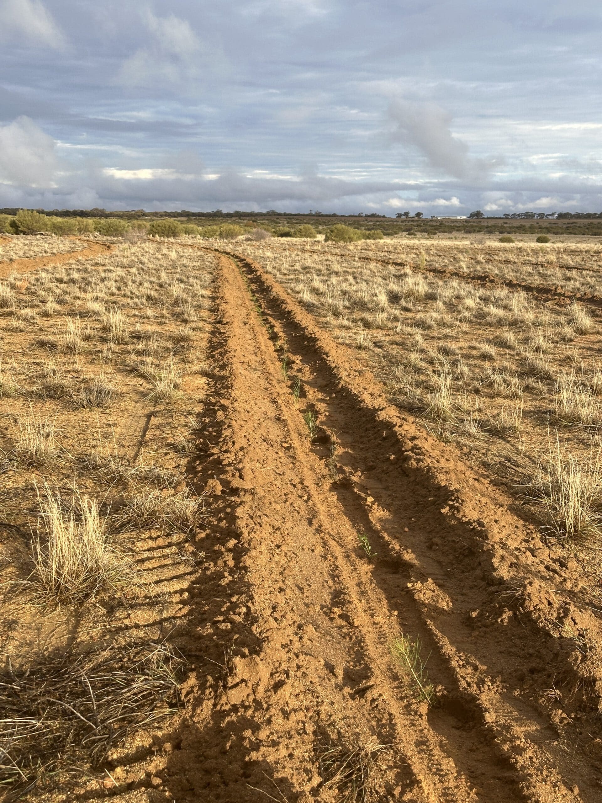 Juvenile plants growing along a planting row