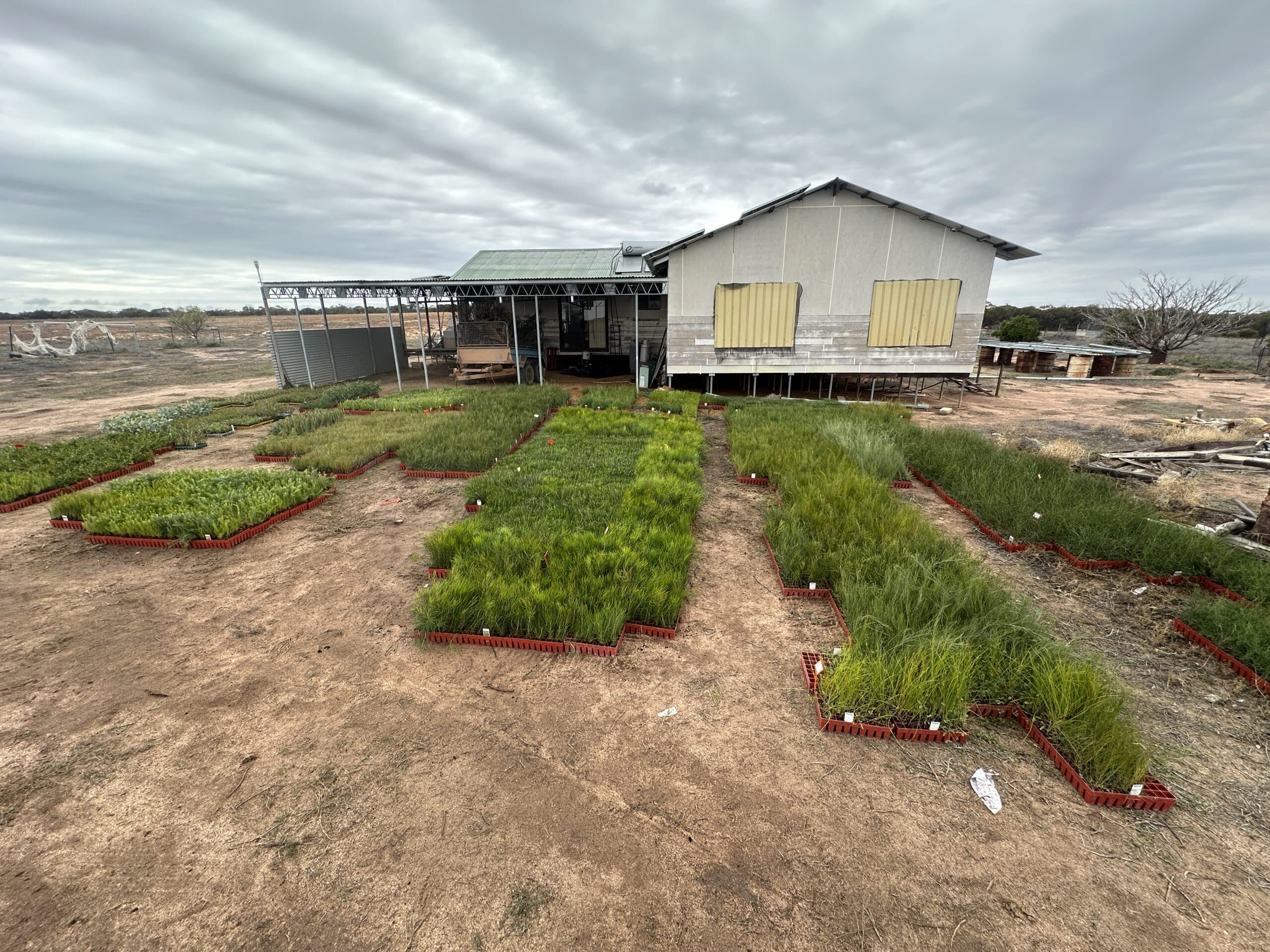 Seedling trays arranged on the ground outside the front of a house