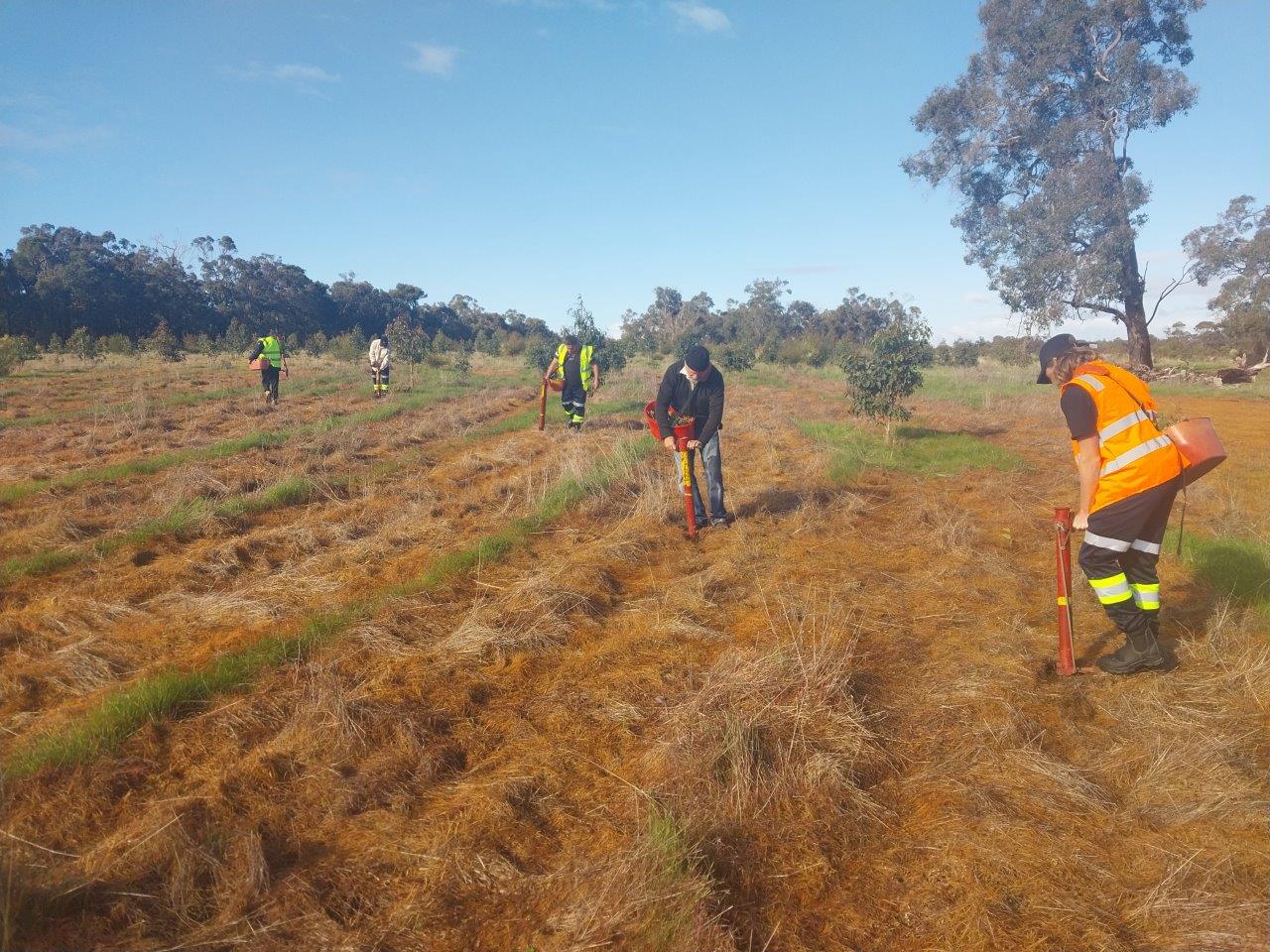 People hand-planting along planting rows with pottiputkis.