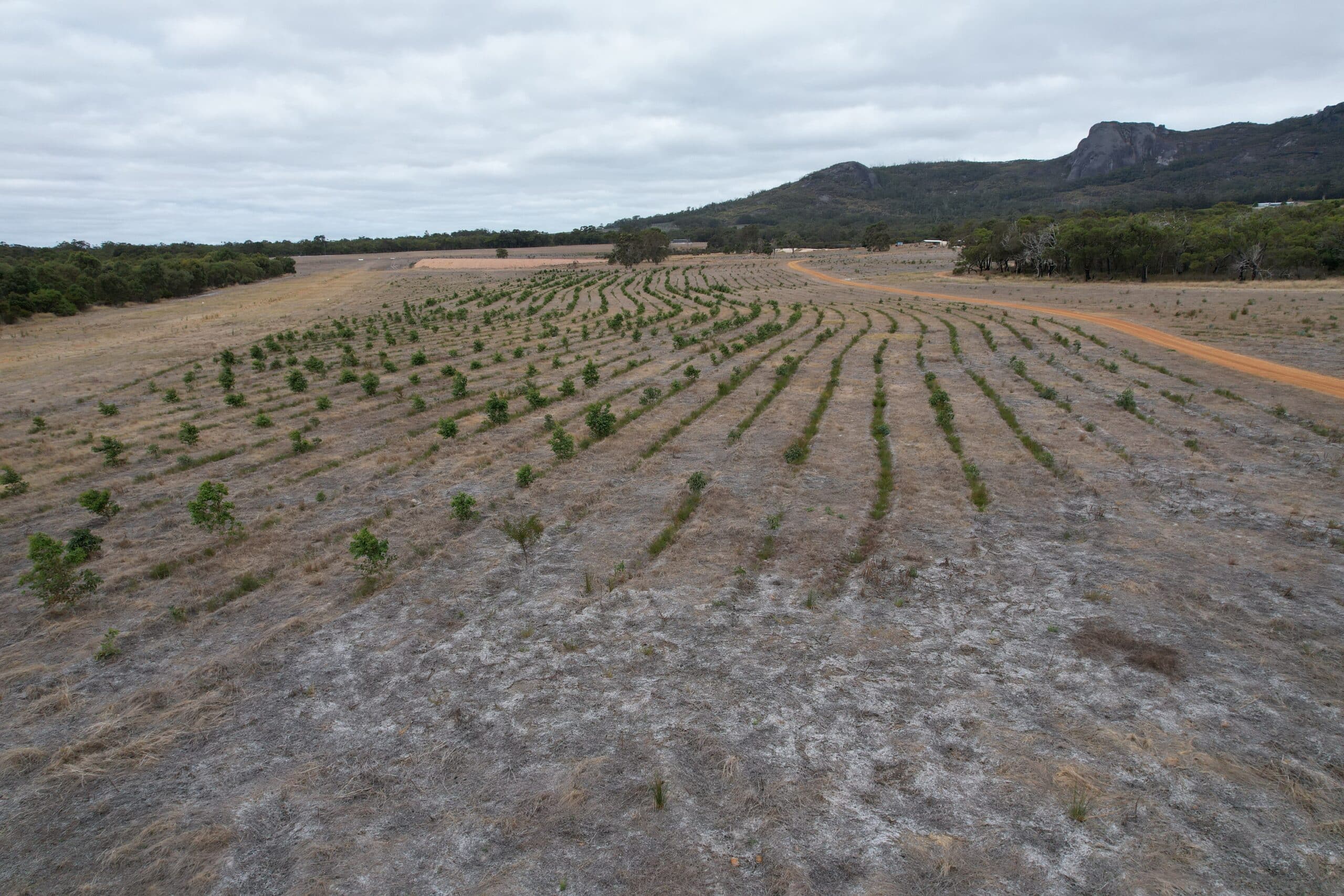 Drone photo of revegetation project.