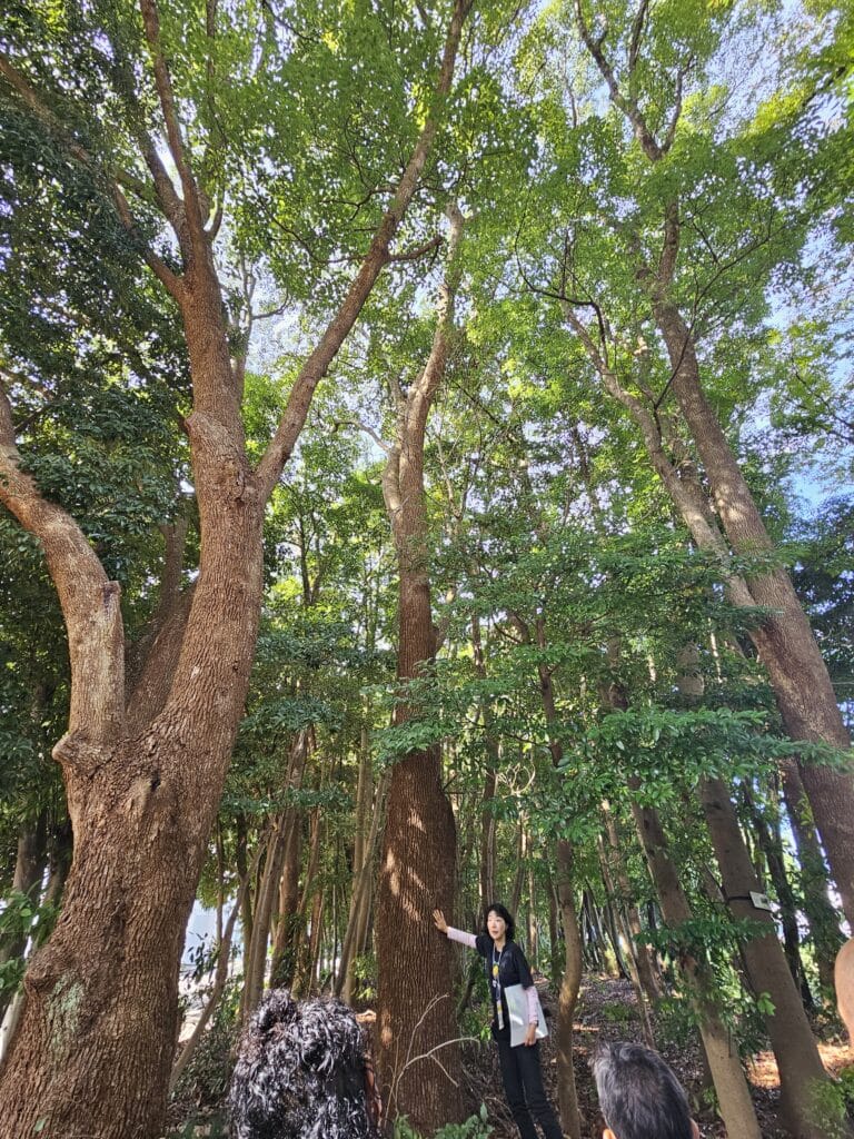 Miyawaki-Forest-Japan-Nature