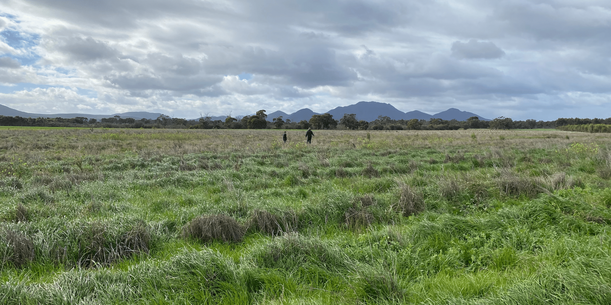 Carbon-Positive-Australia-Country-Restoration-Reforest