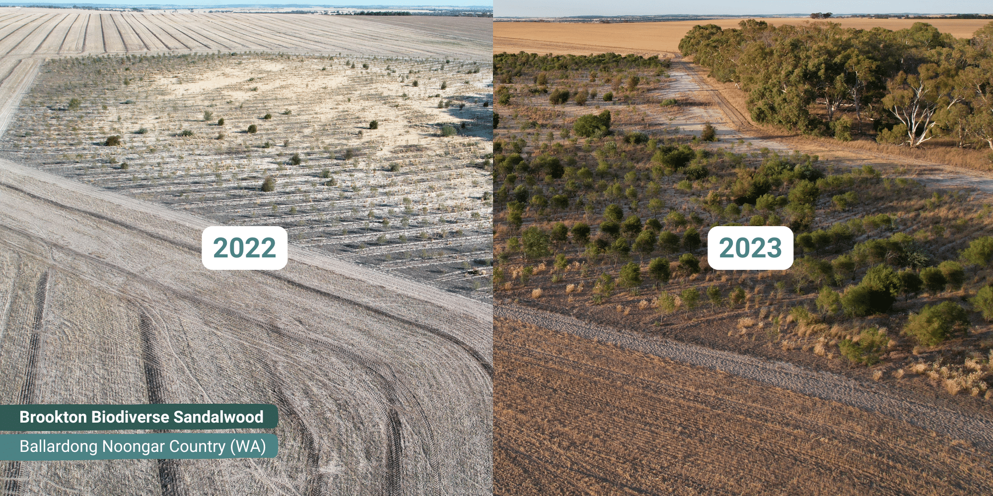 Western-Australia-Reforestation-Tree-Project