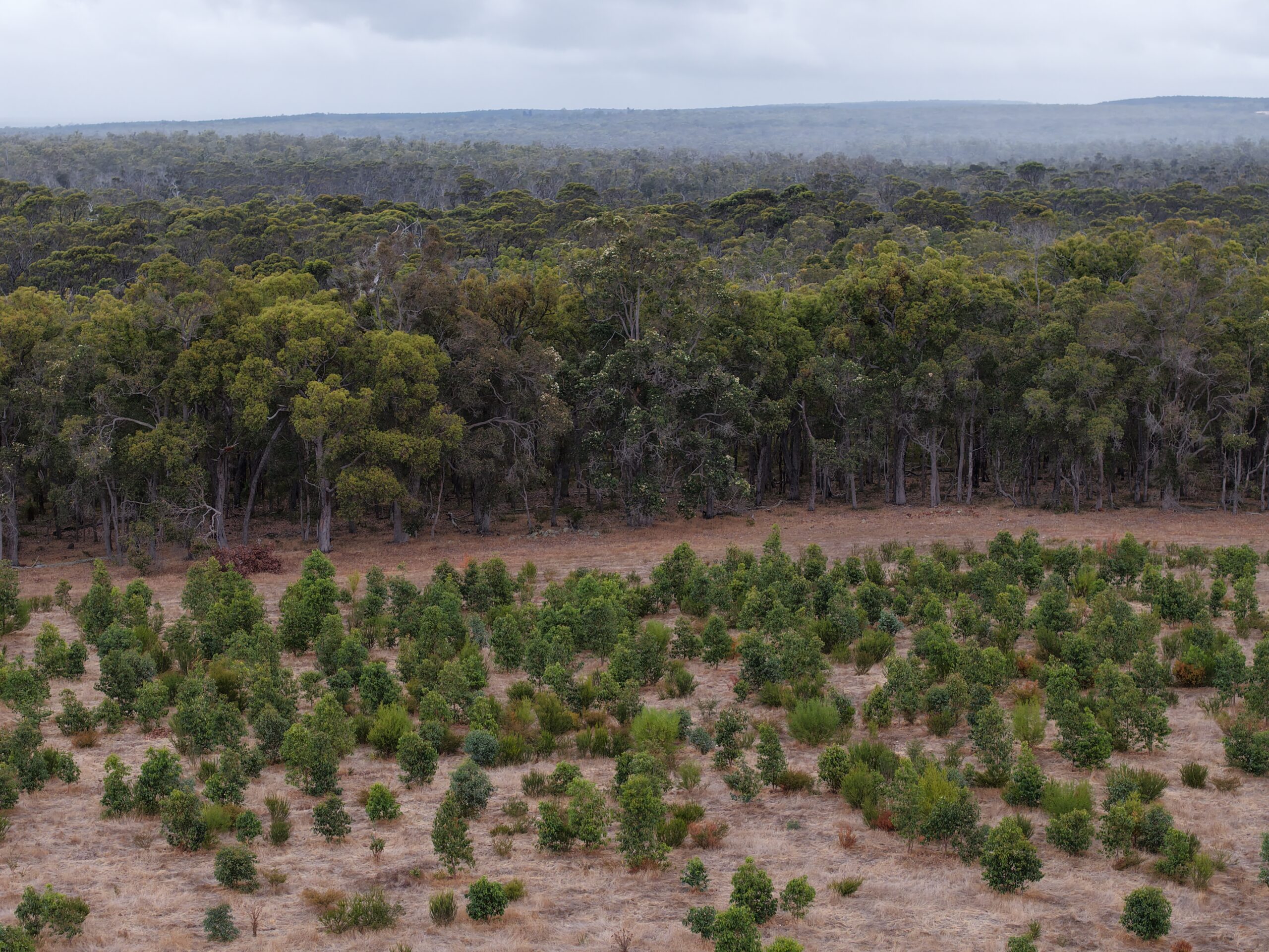 Drone shot of planting area in front of reserve bushland