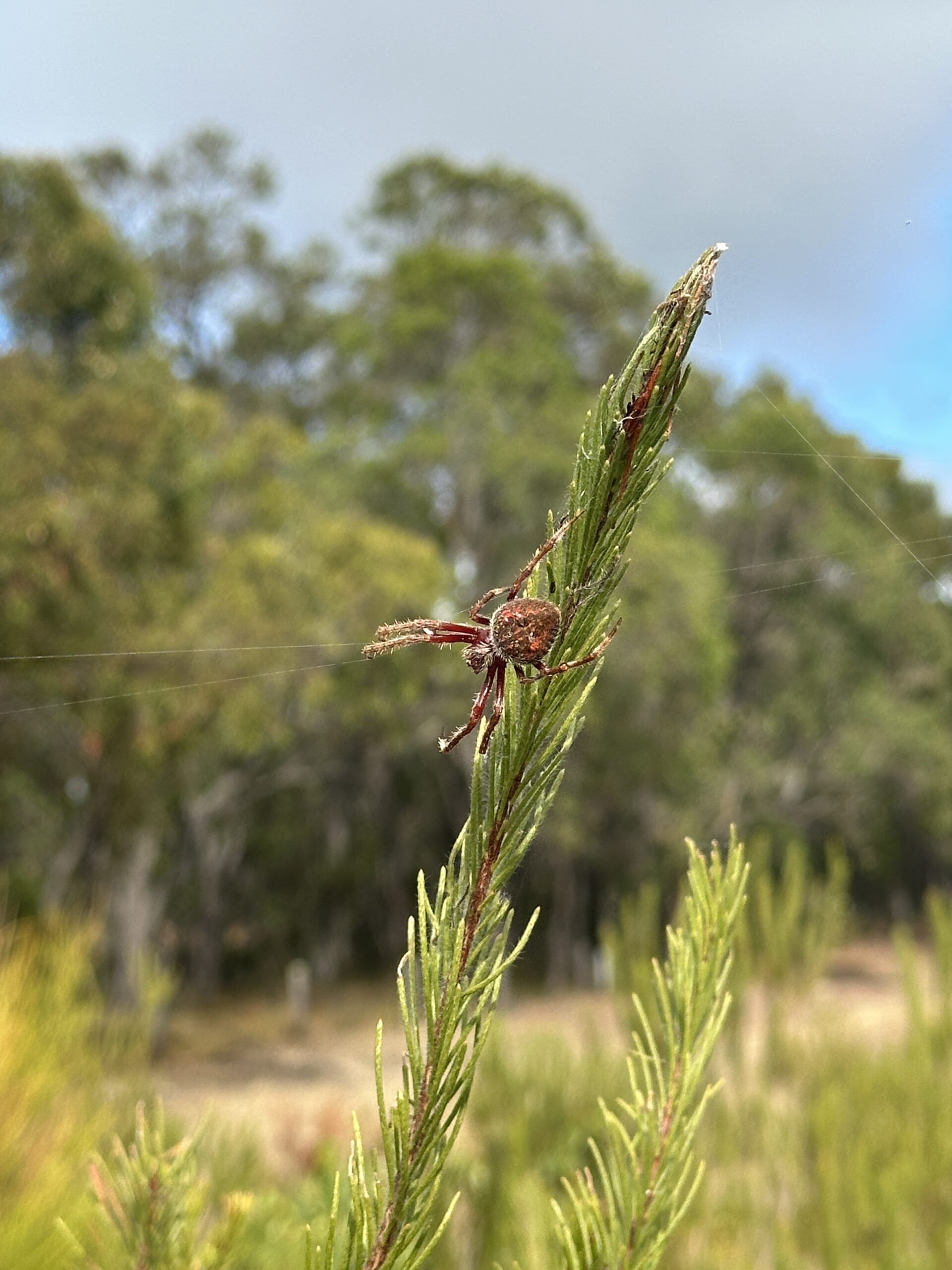 Close up of a spider on Calothamnus tree.